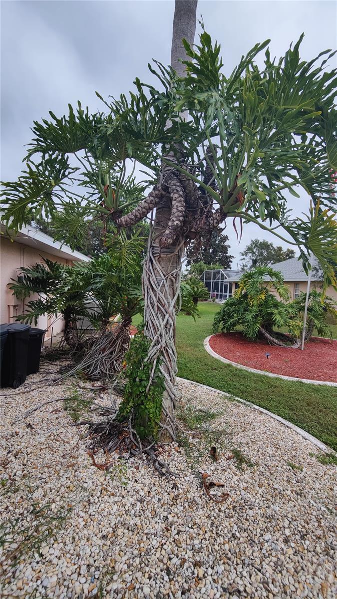 Unique Florida trees