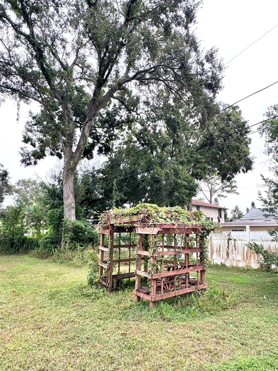 Back yard