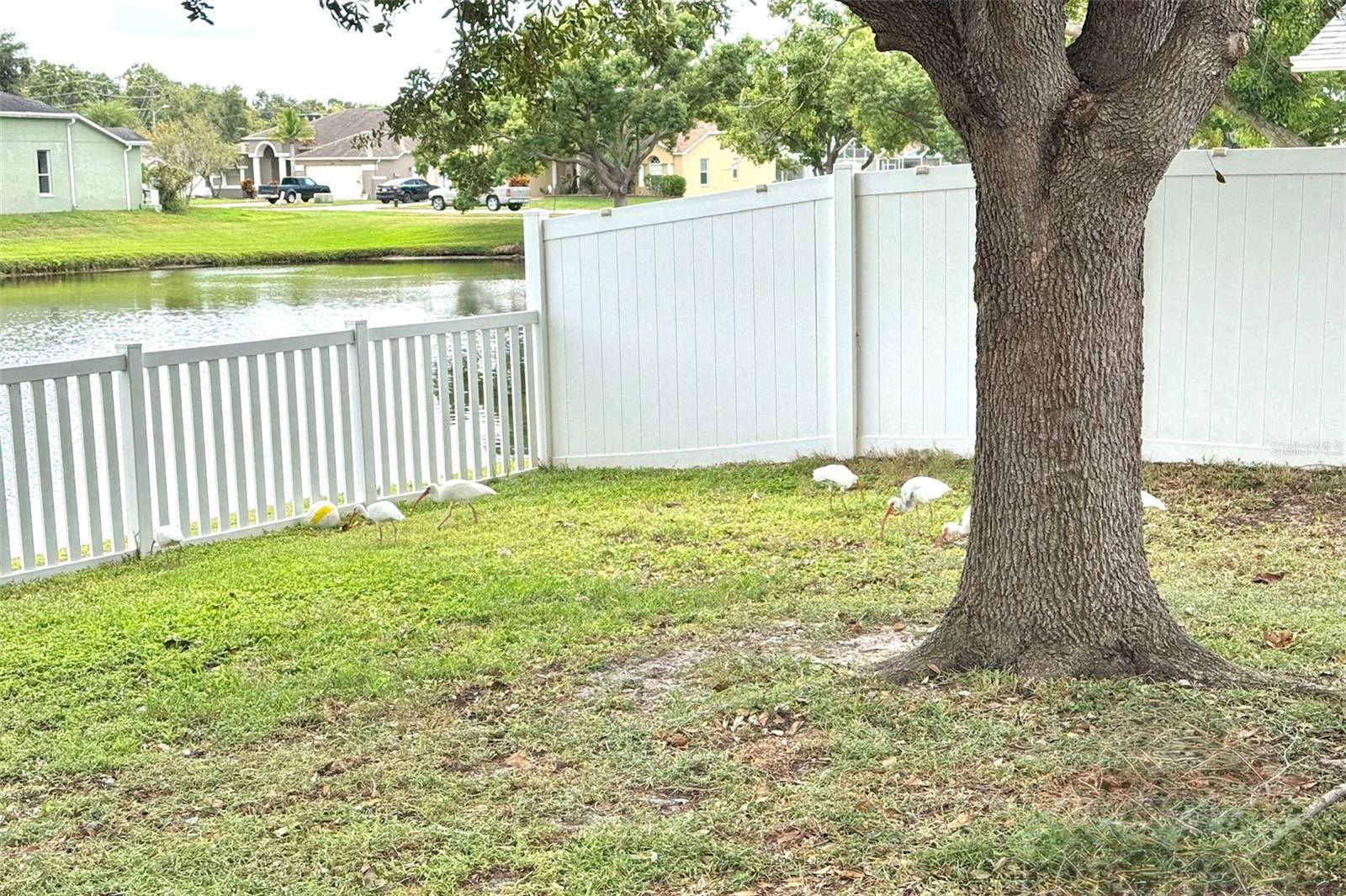 Back yard views