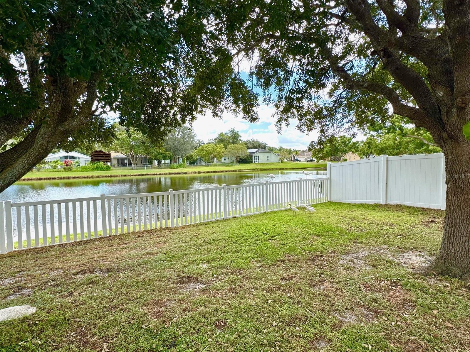Back yard views