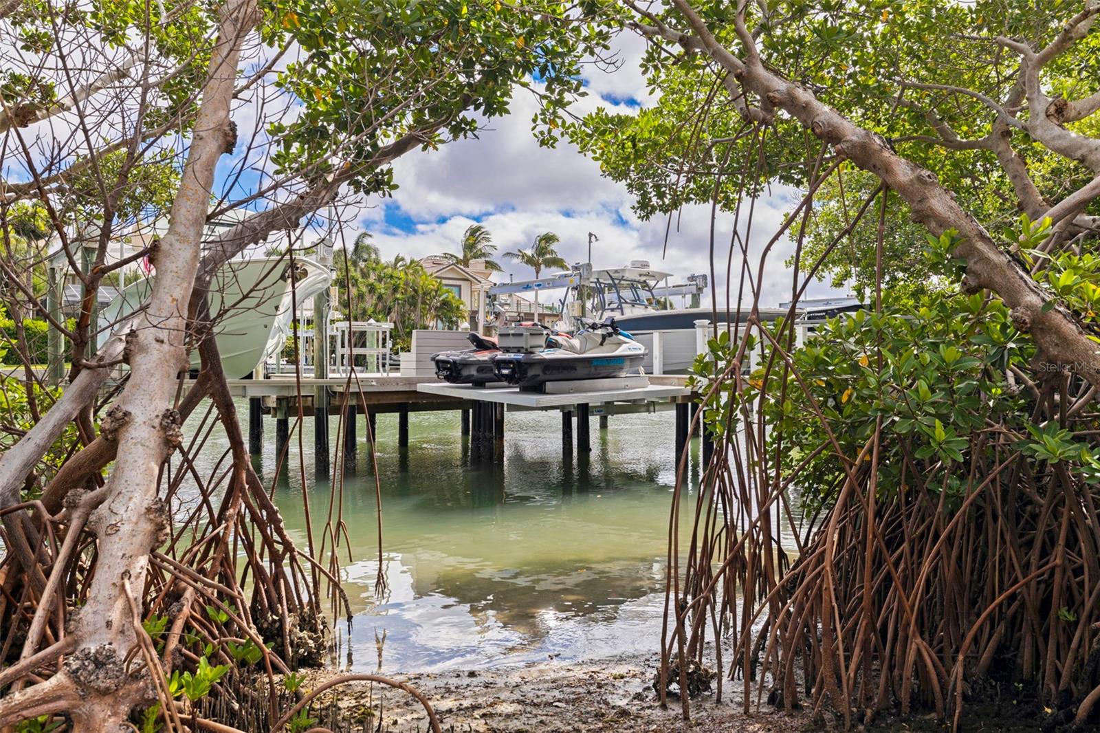 Mangroves