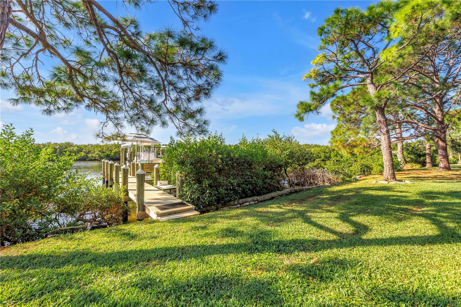 Natural grassy yard space with mature native pine trees
