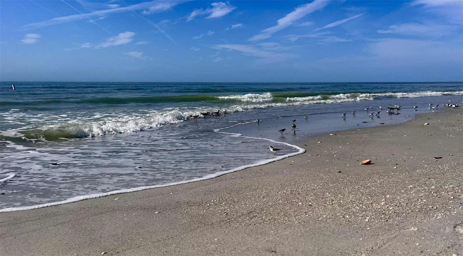 treasure island beach