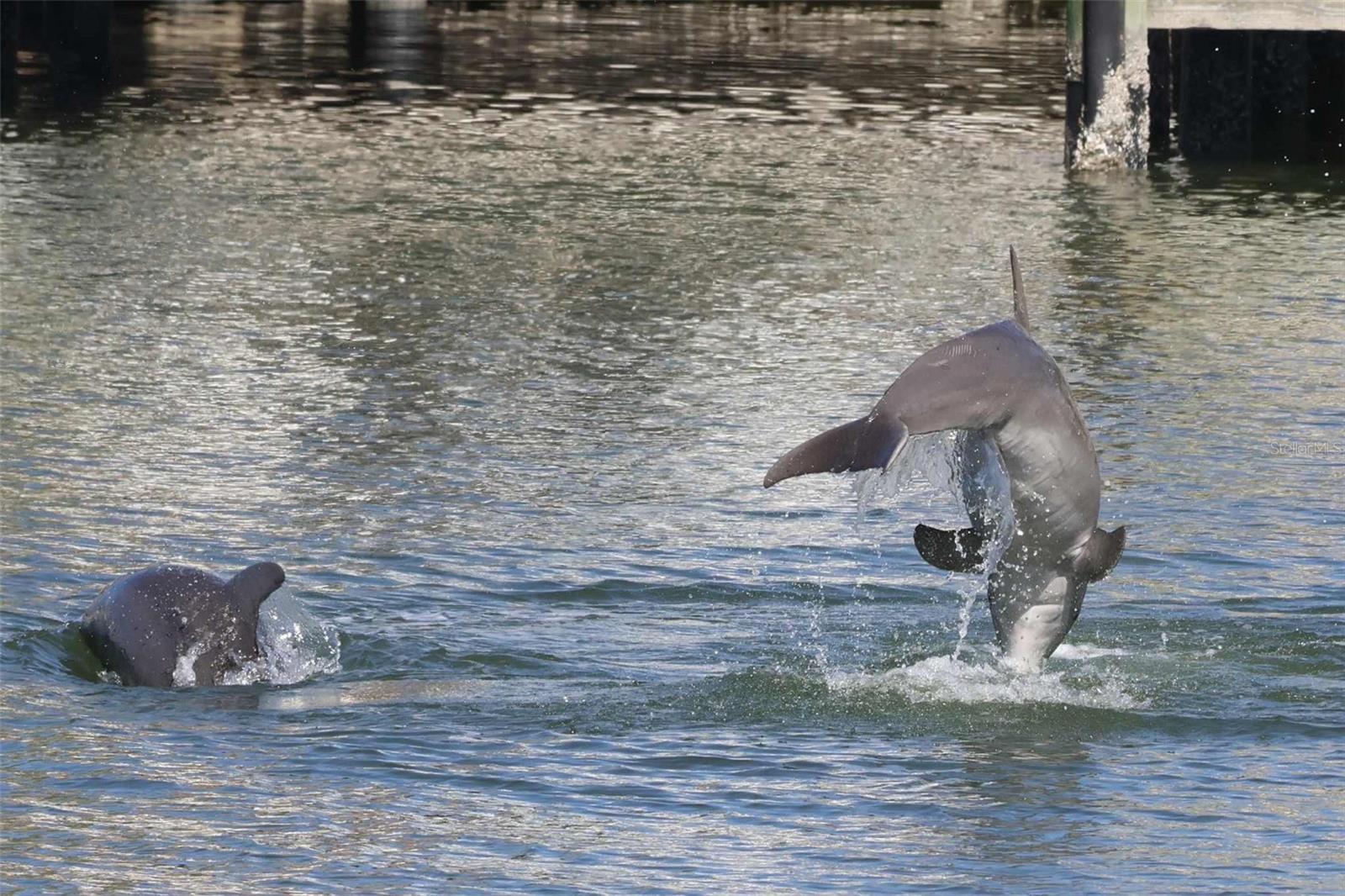 dolphins right in your back yard off the seawall