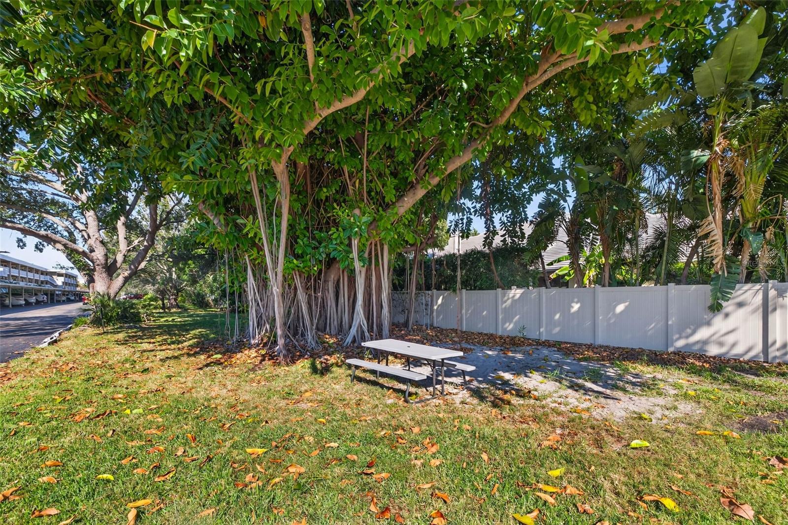 Mature Banyan Tree sitting area