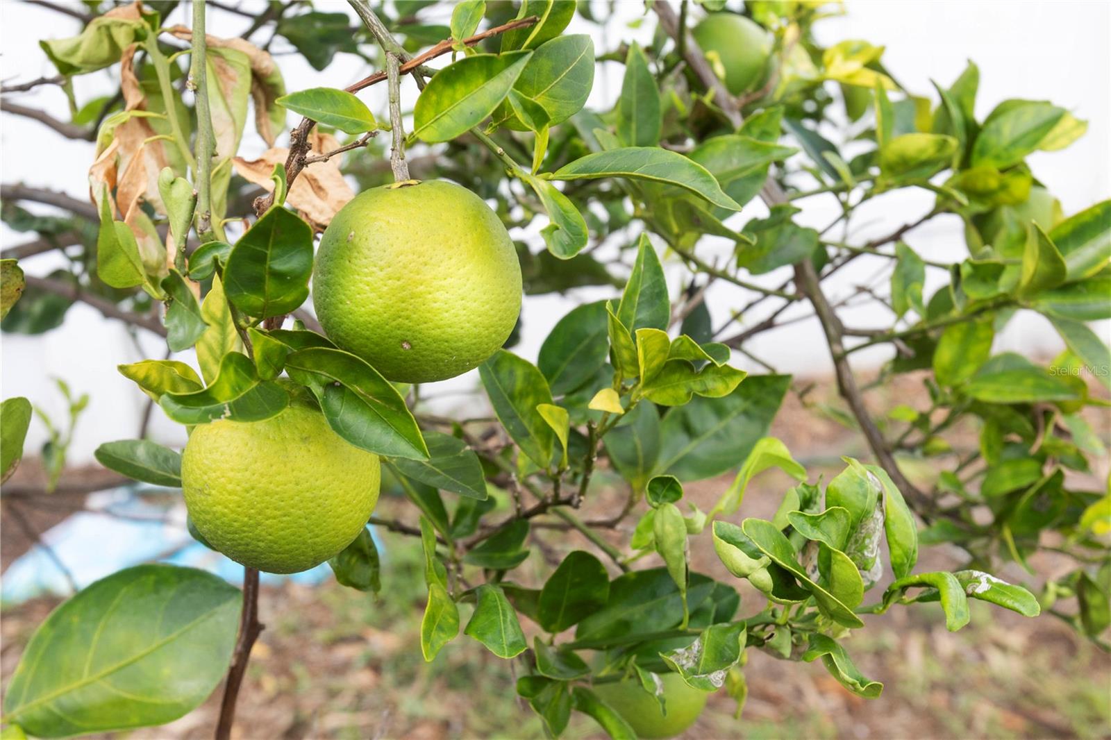 Orange tree
