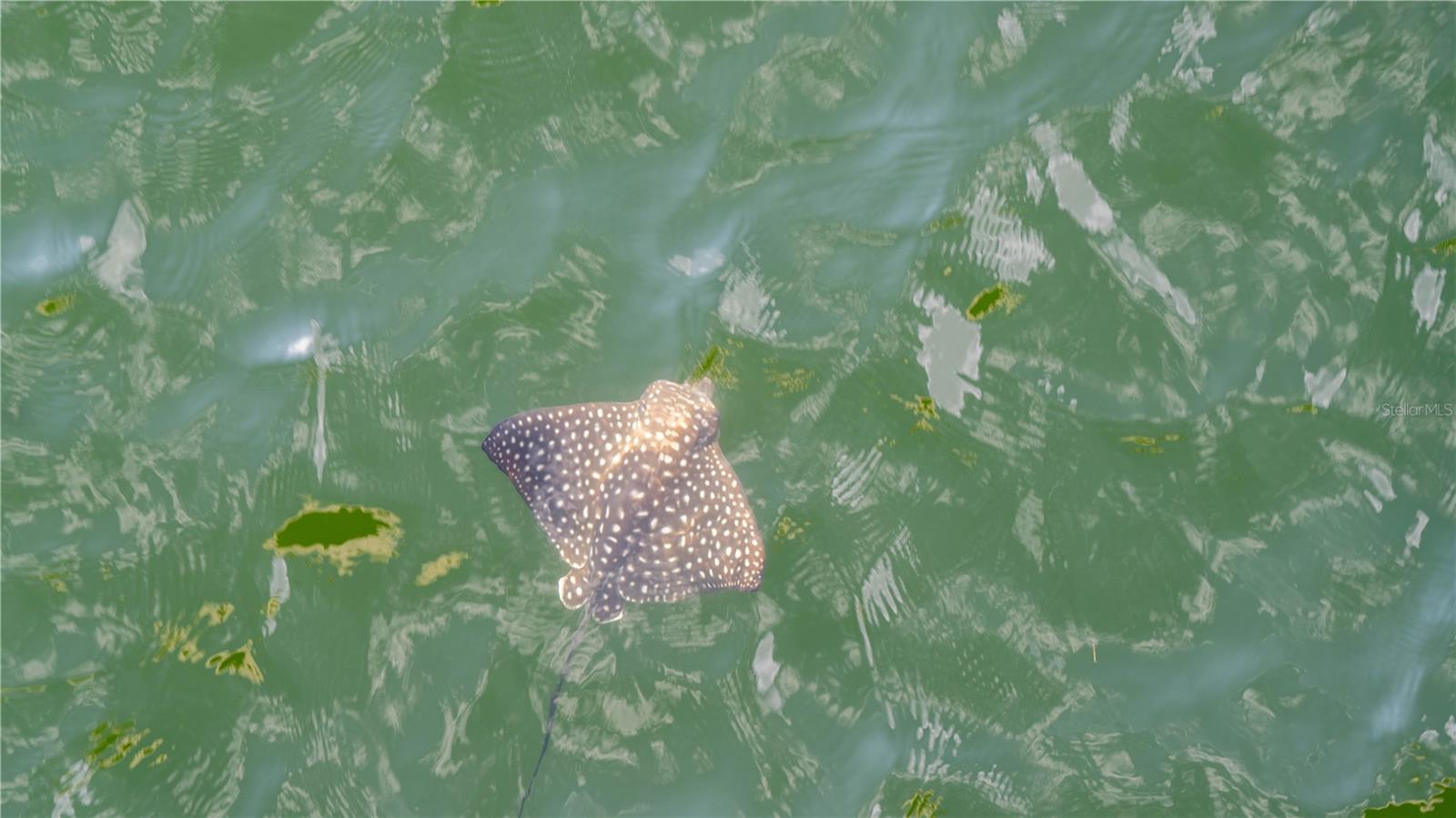 Wildlife and Sealife Abound in St Pete