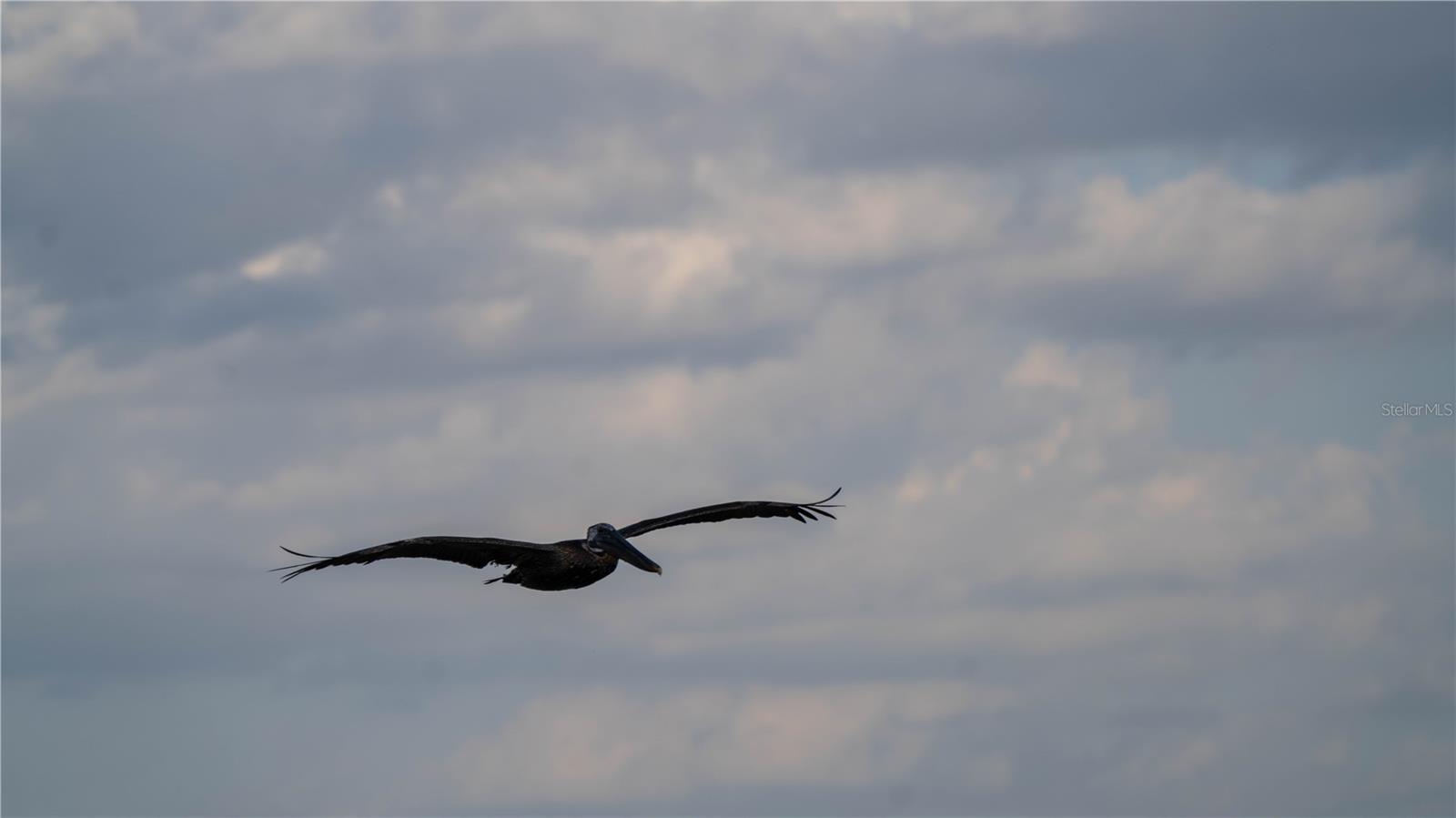 Come See The Pelicans