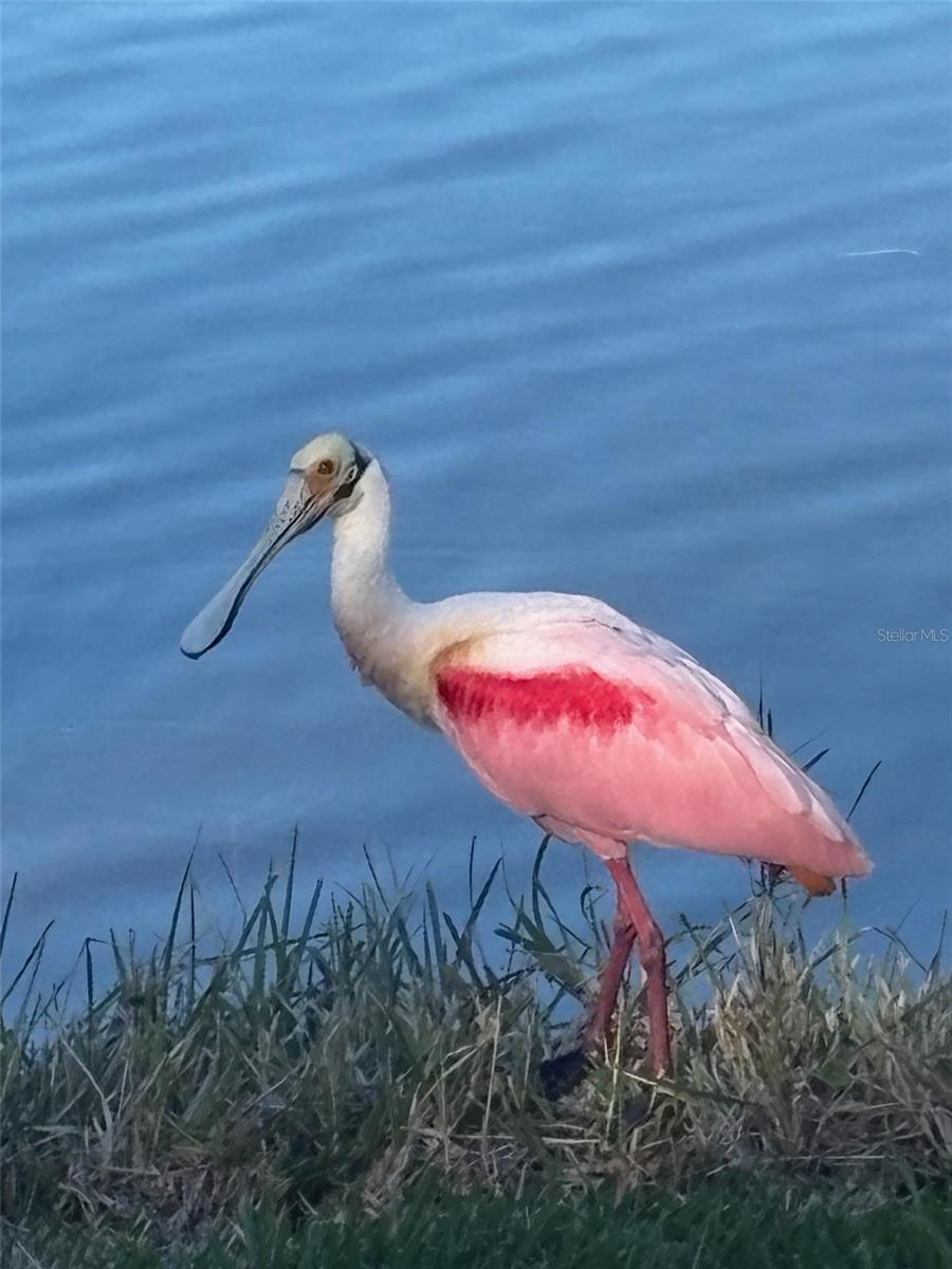 a lovely spoonbill on your morning walks!