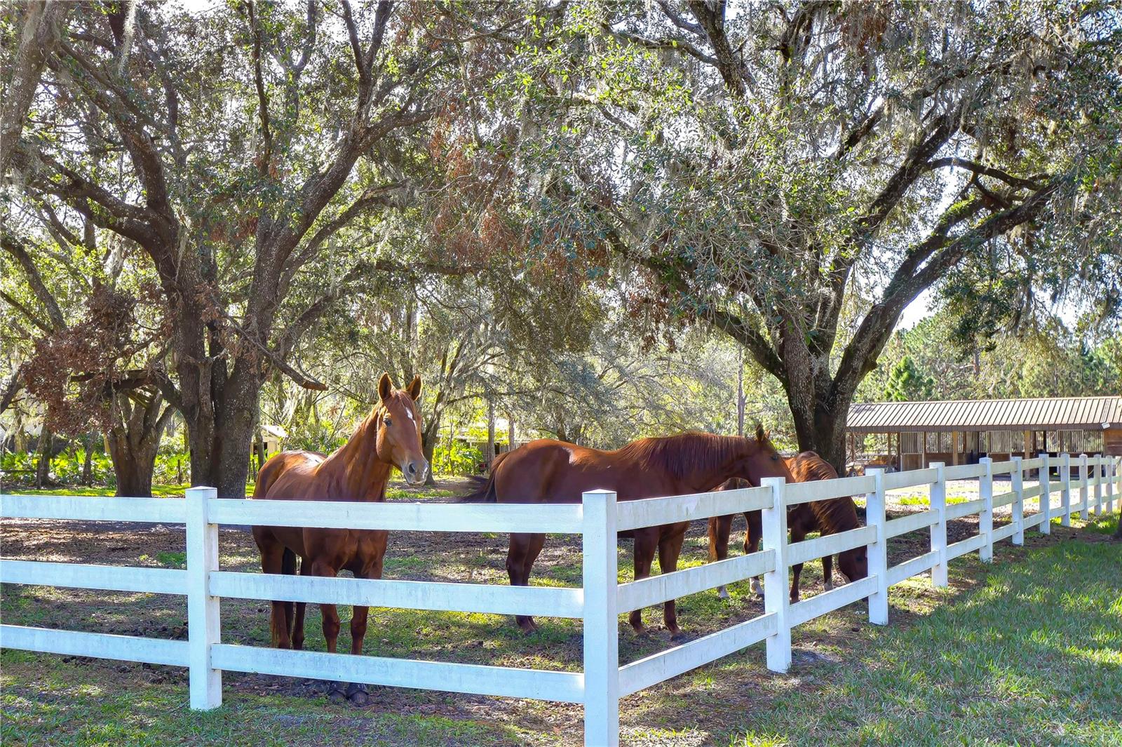 pasture2
