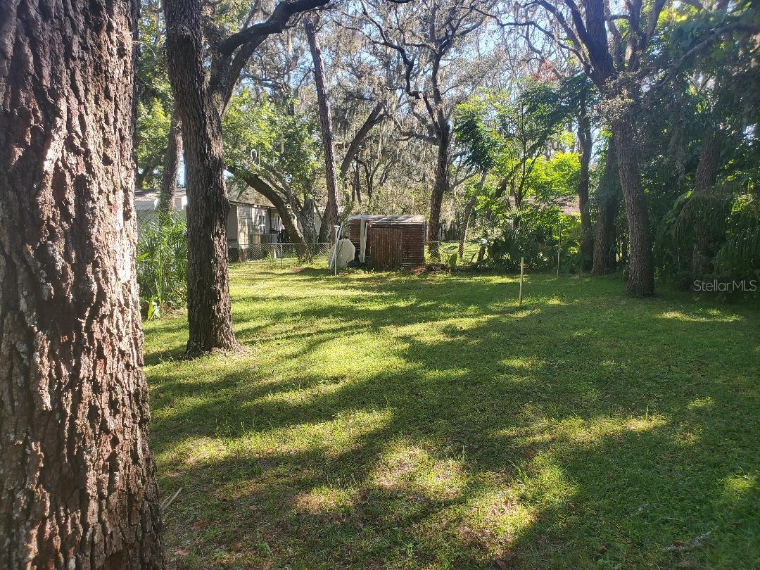 back yard