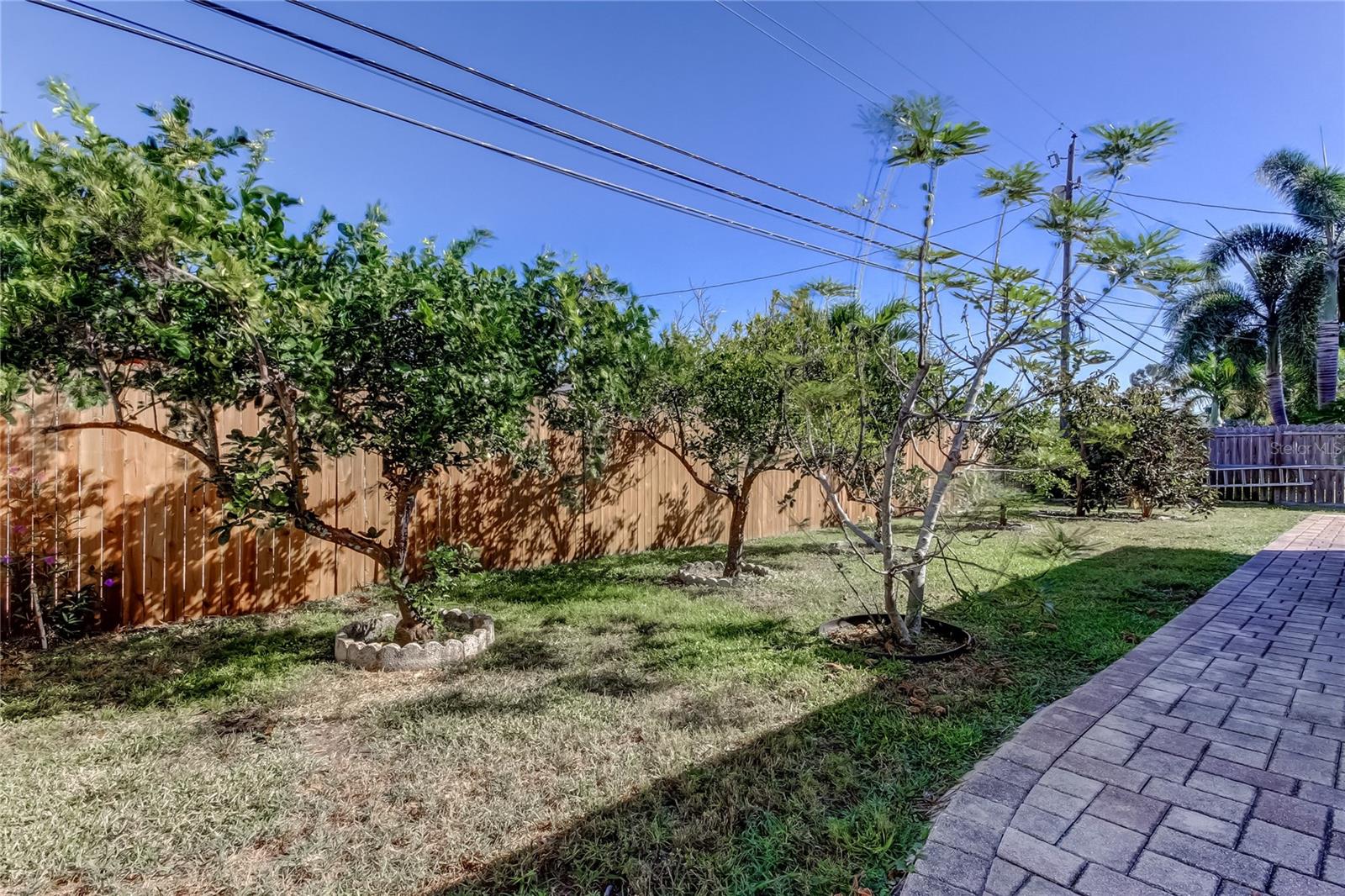 Beautiful Citrus plants along the backyard