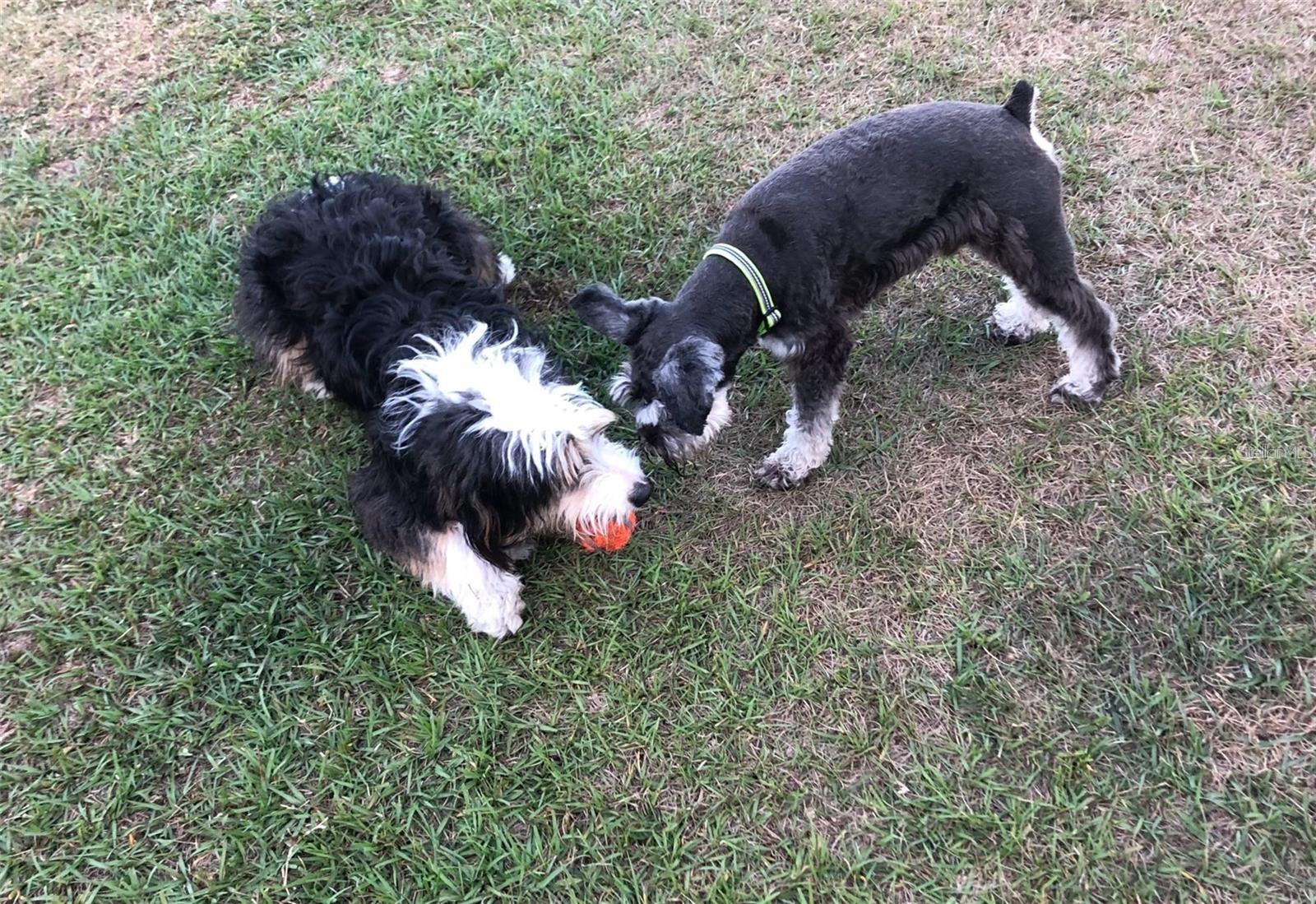 Playtime at the dog park.