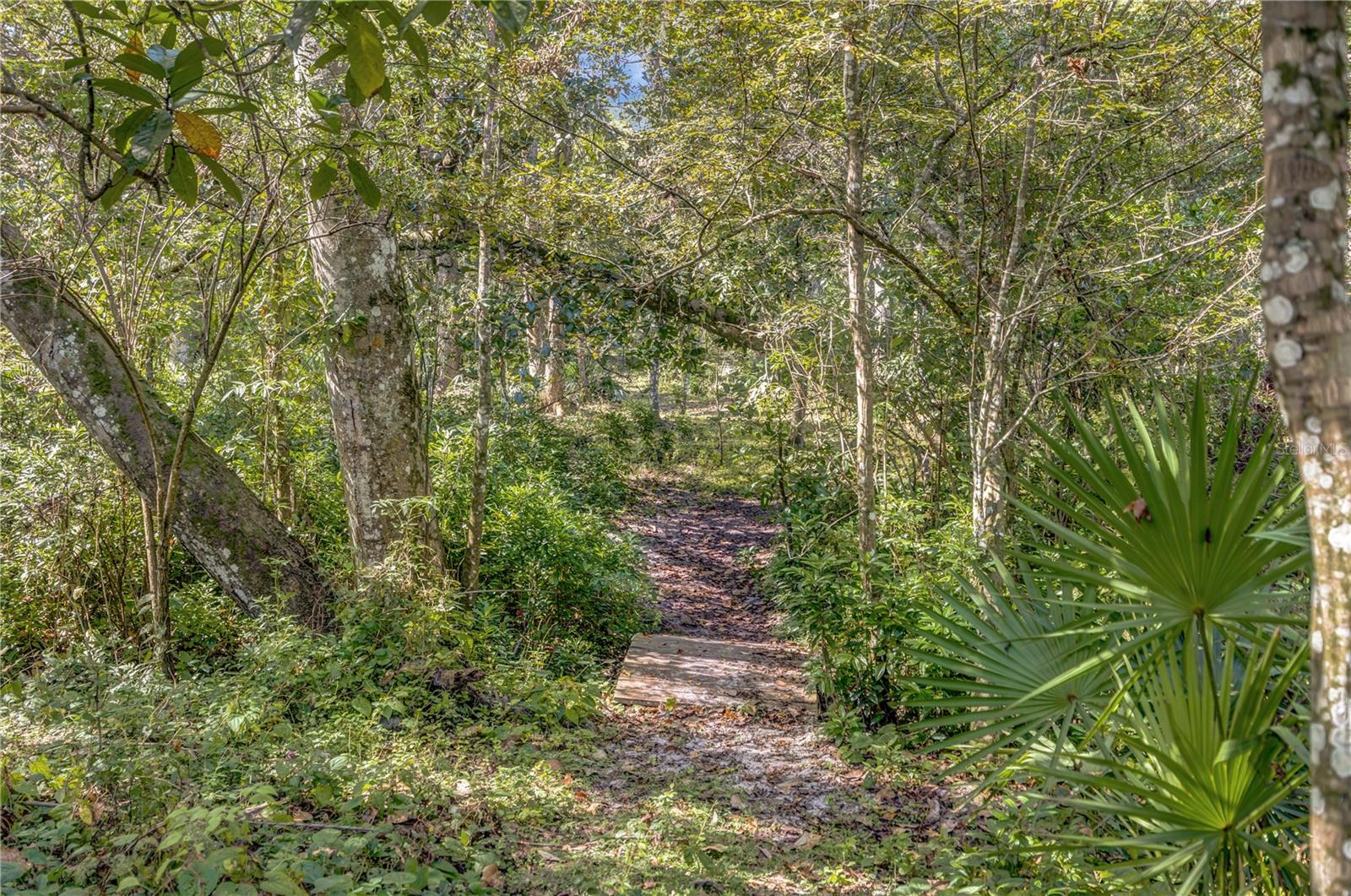trail to creek