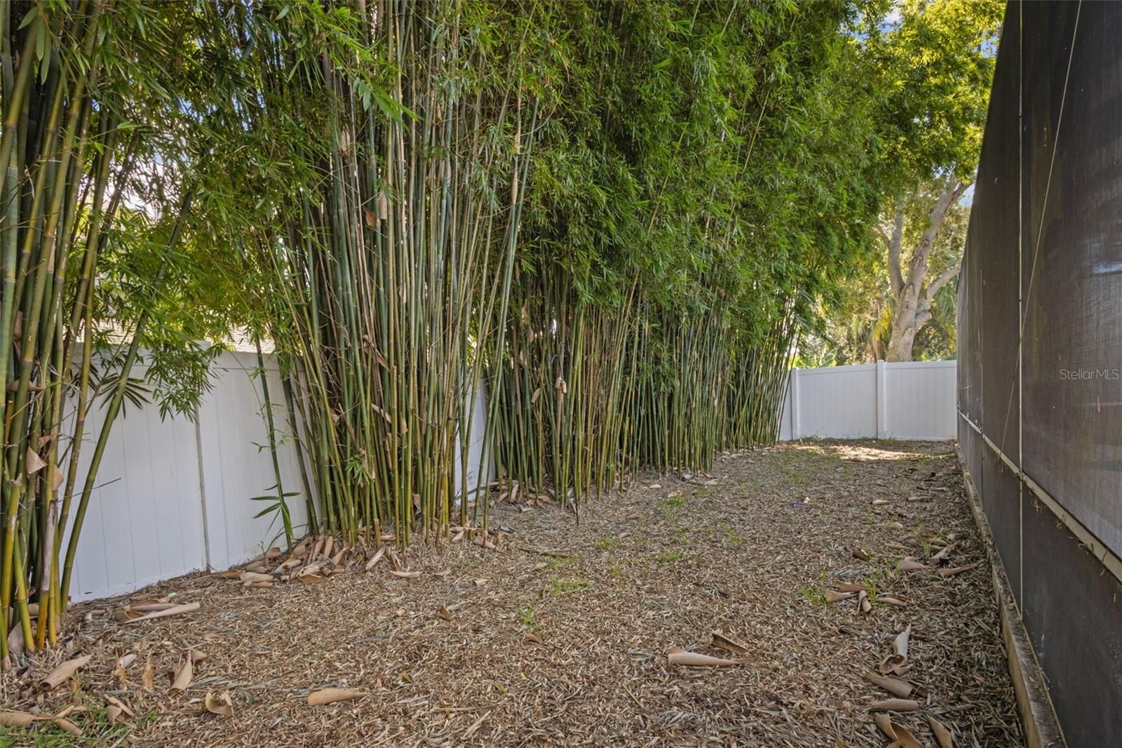 Fenced-in backyard with privacy bamboo