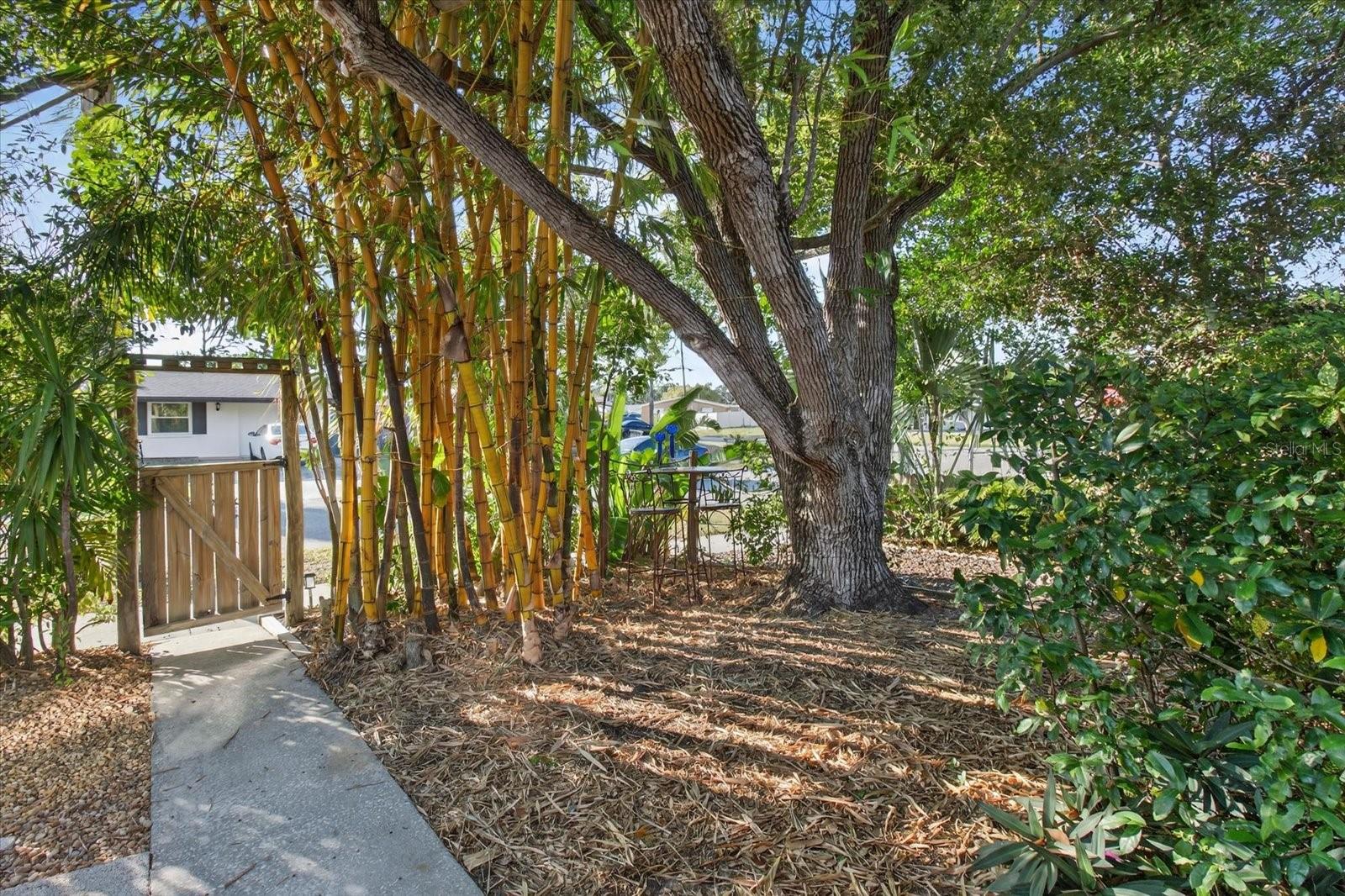 Front Yard