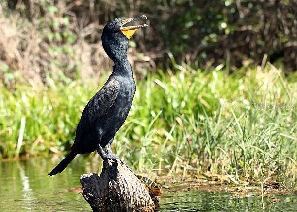 bird watching