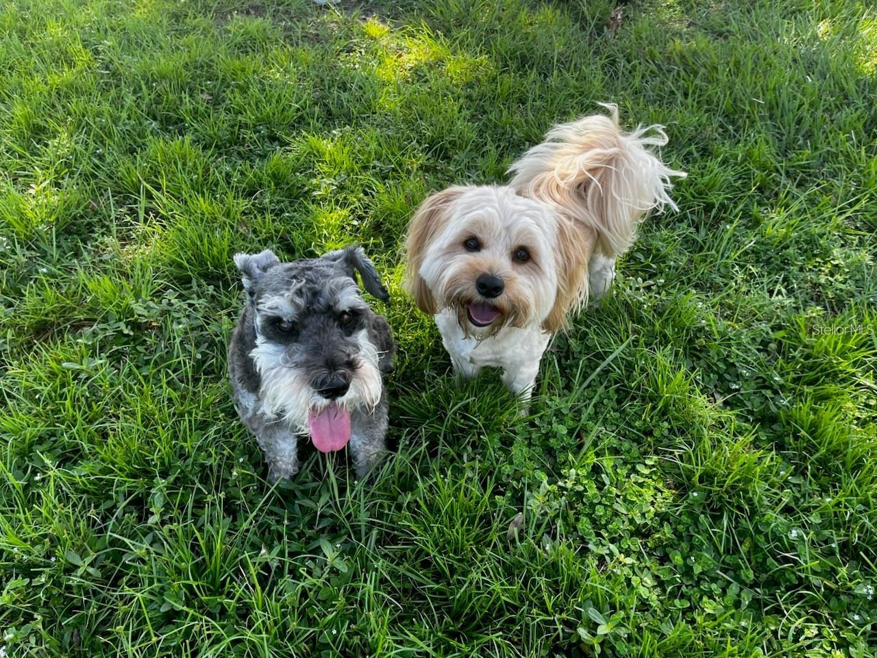 Blitz and Max at the dog park!