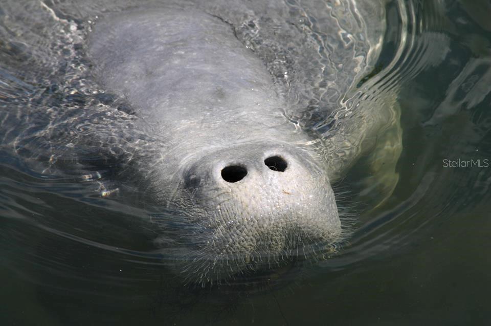 Manatees are Frequent Backyard Visitors