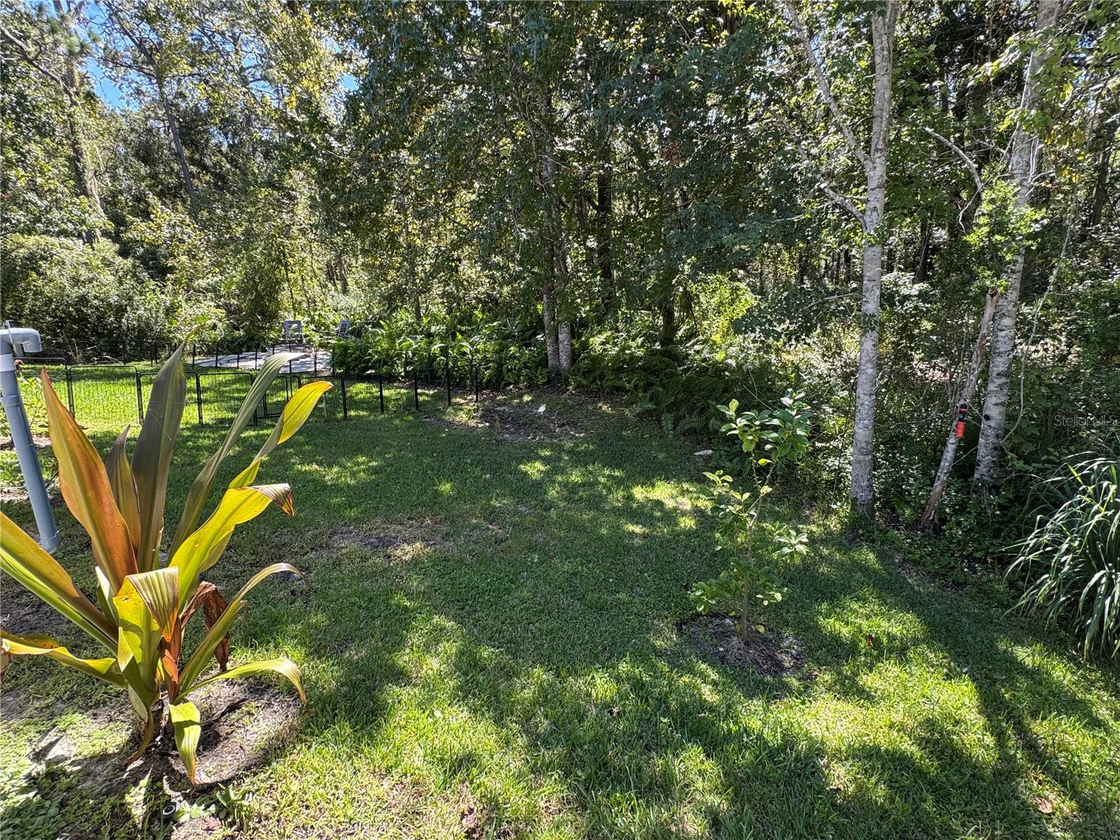 Peaceful conservation area behind the home