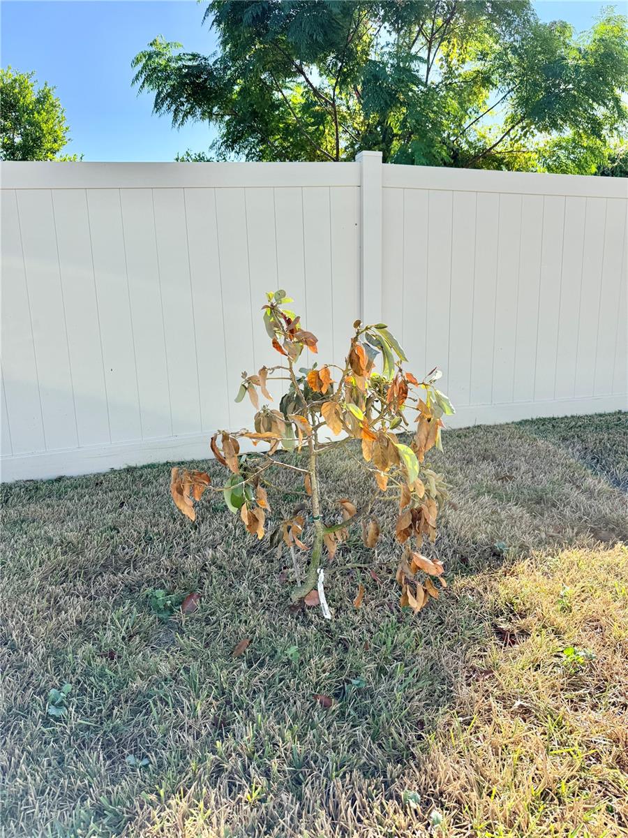 Avocado Tree
