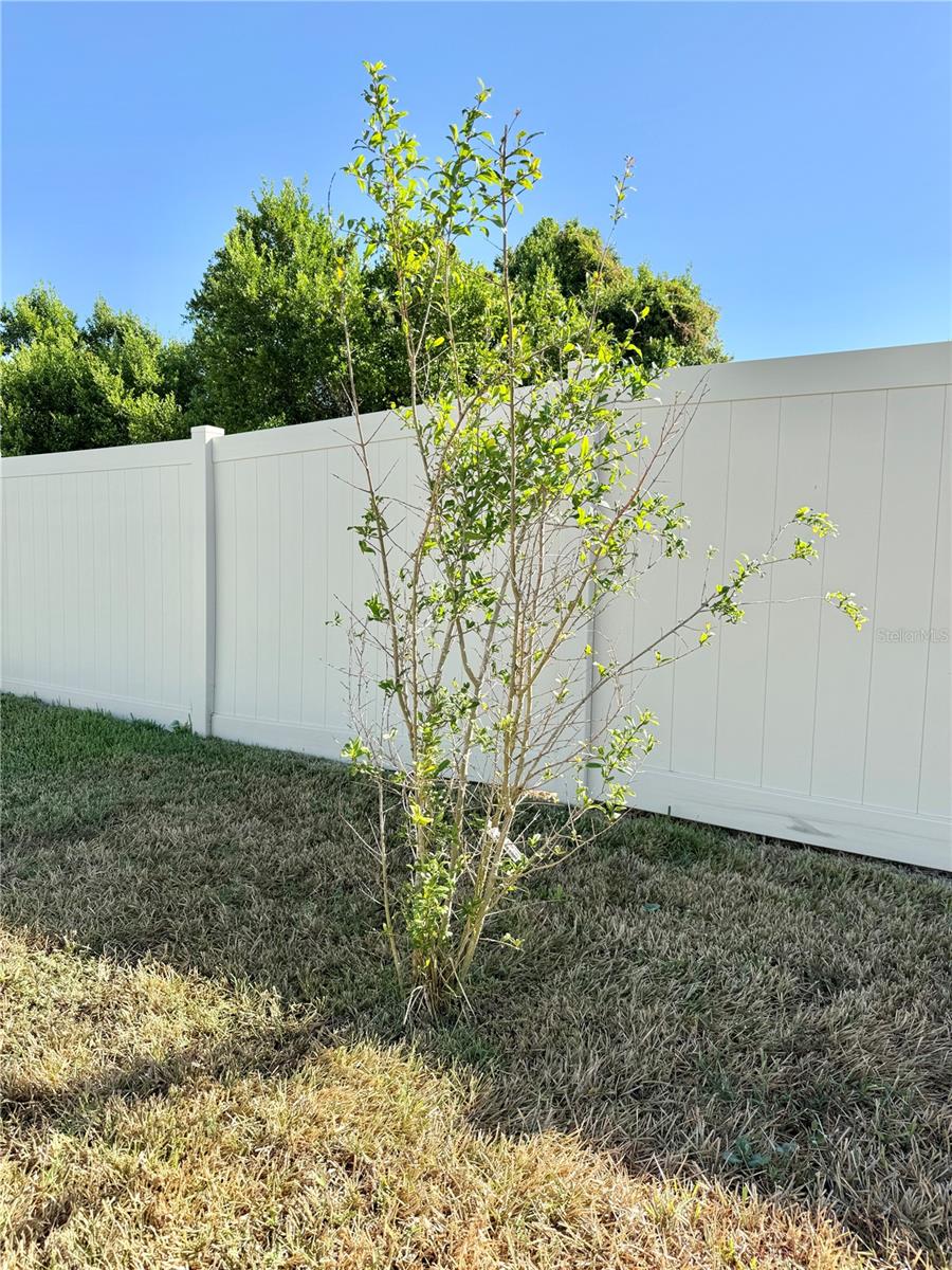 Pomegranate Tree