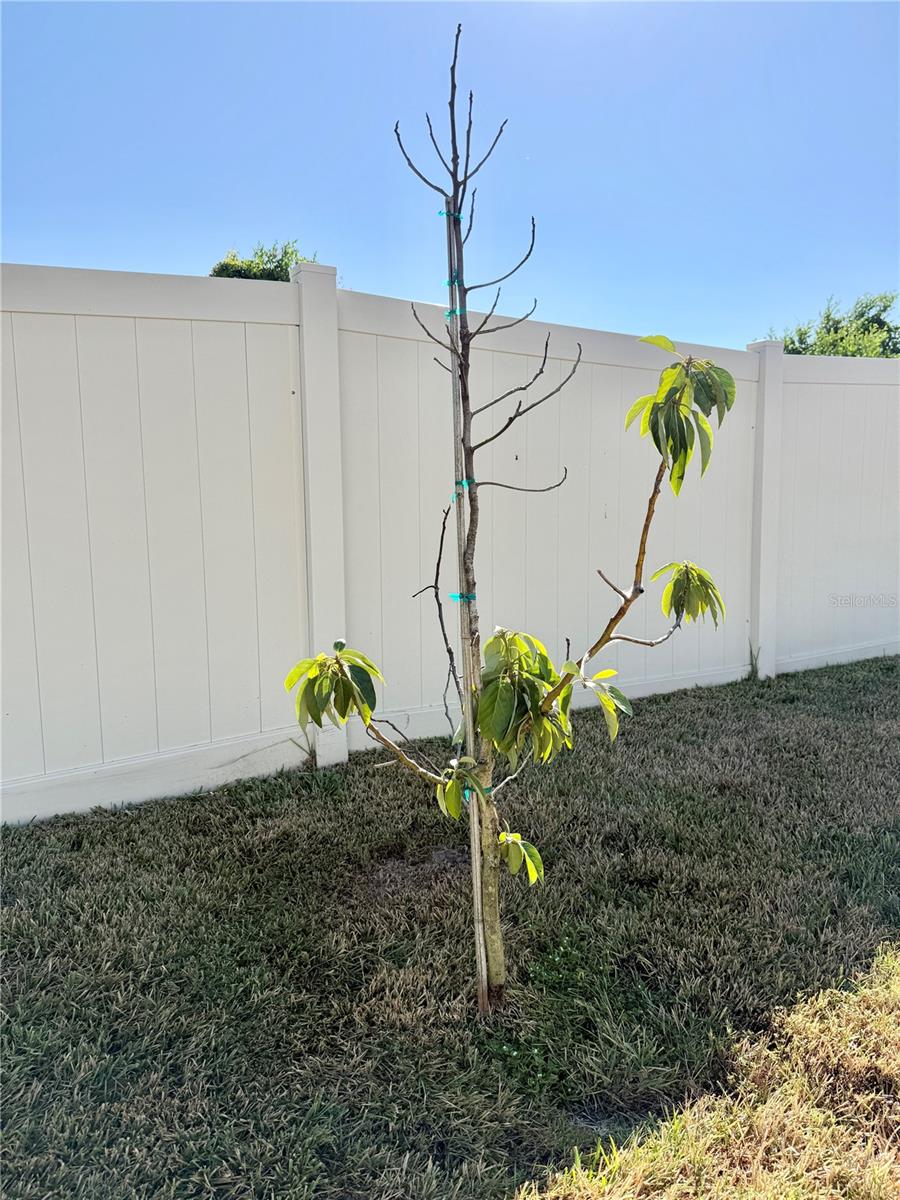 Mango Tree