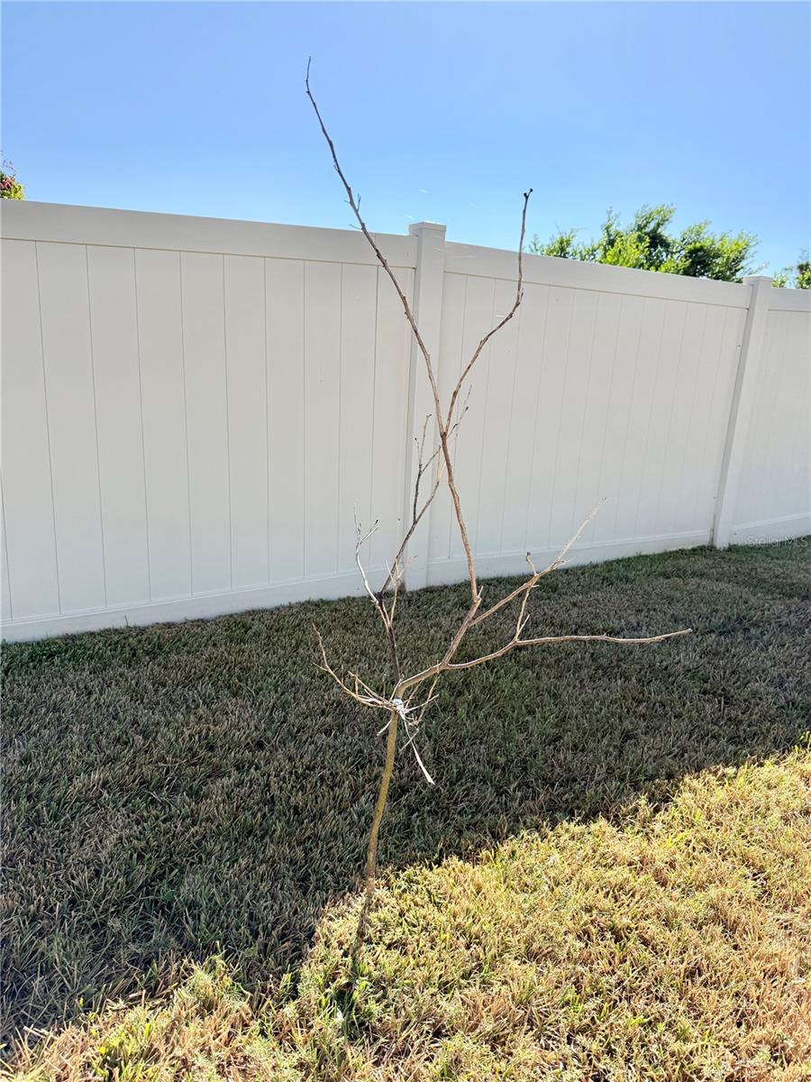 Meyers Lemon Tree