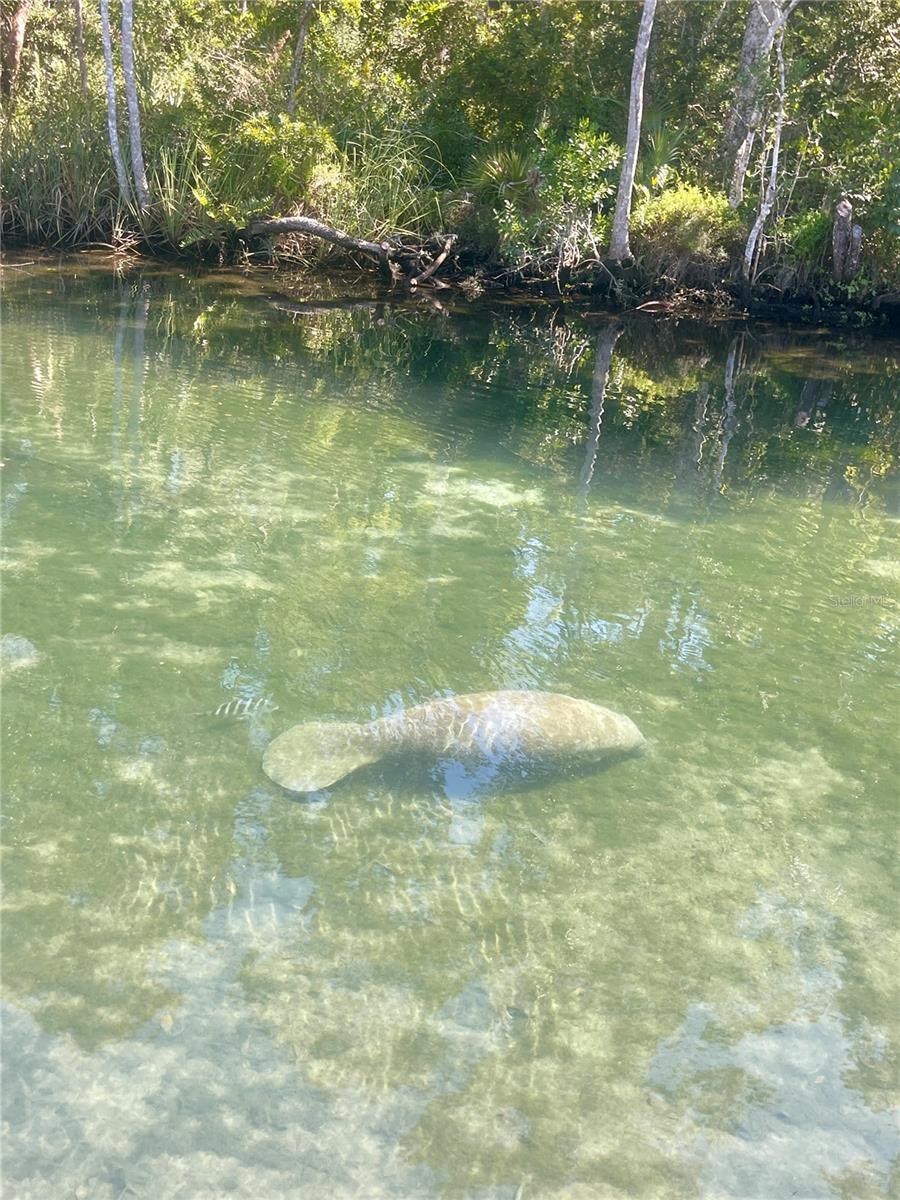 This manatee photo was taken in the Weeki Wachee River just steps away.  You'll have direct access to the spring and the Gulf by going to Rogers Park or make a friend in the neighborhood.