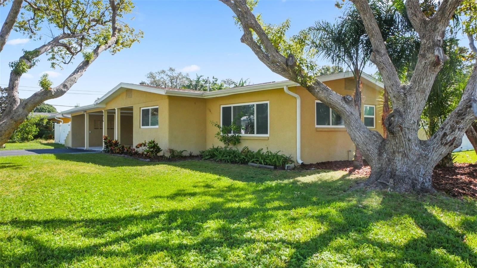 Beautiful, mature Laurel Oak