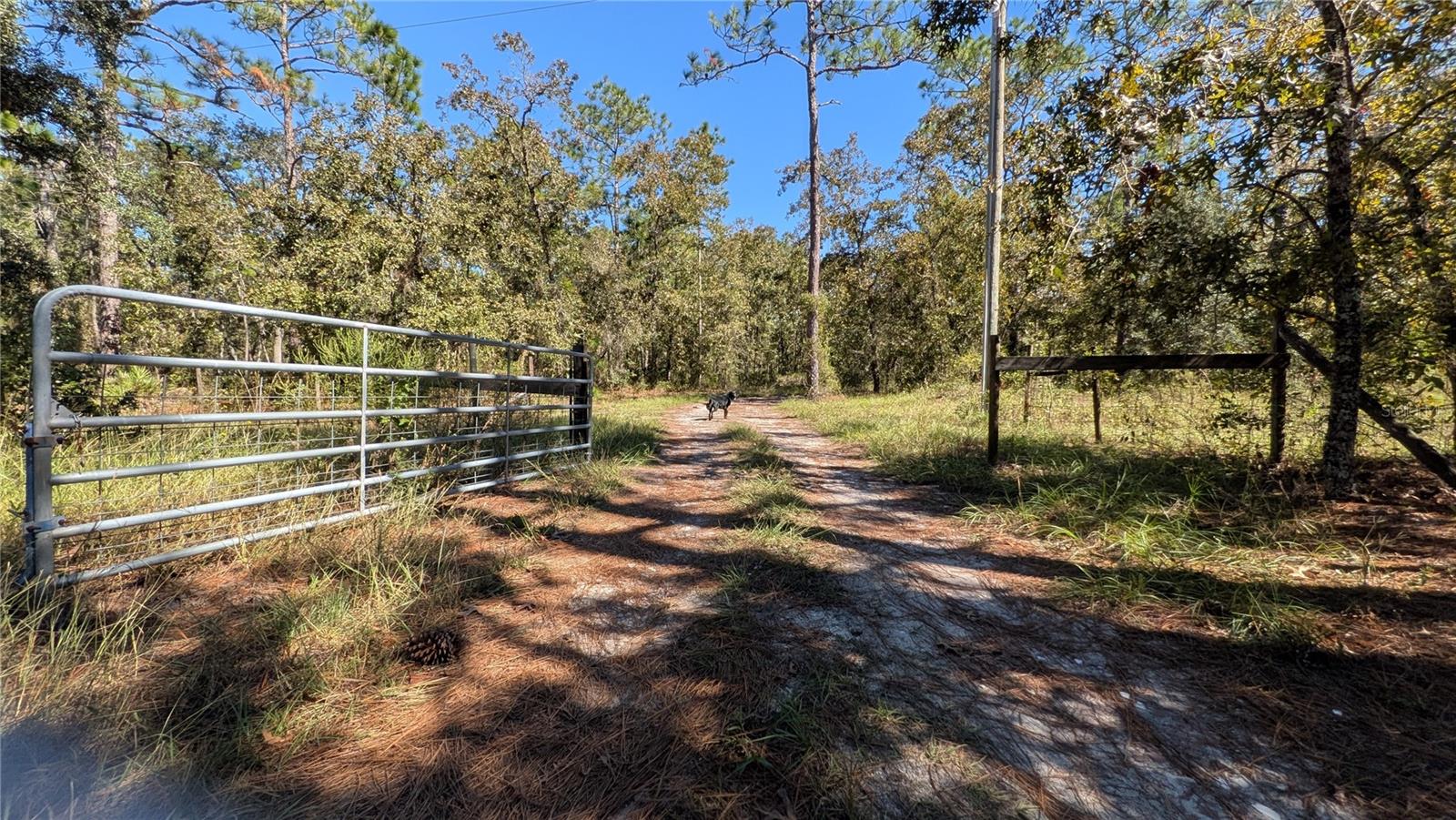 Drive from the house