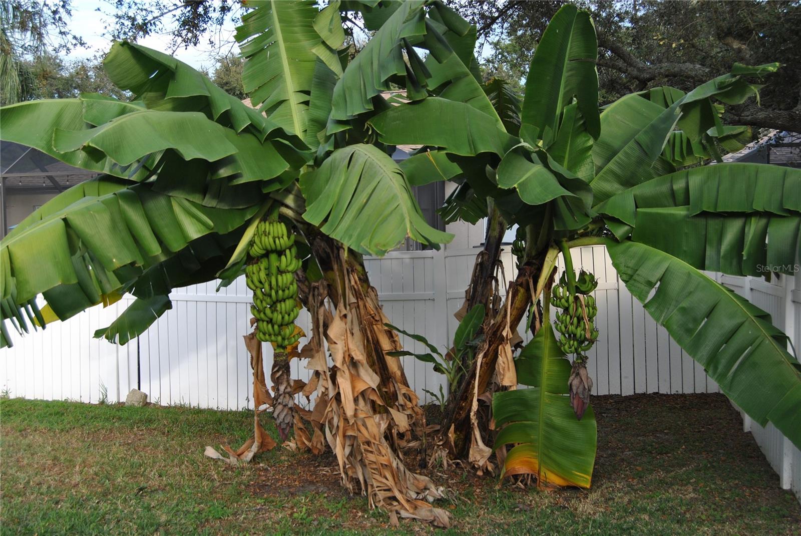 Banana Trees