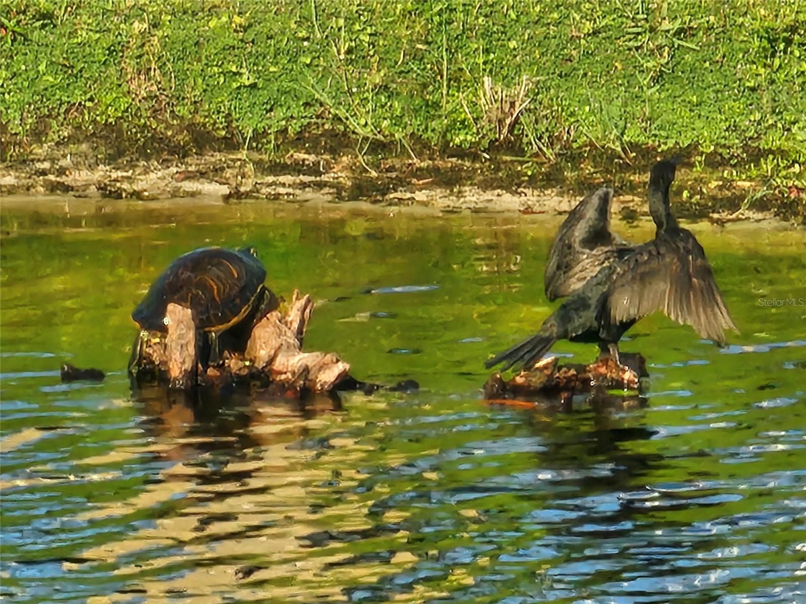 Turtle and Comorant in the pond