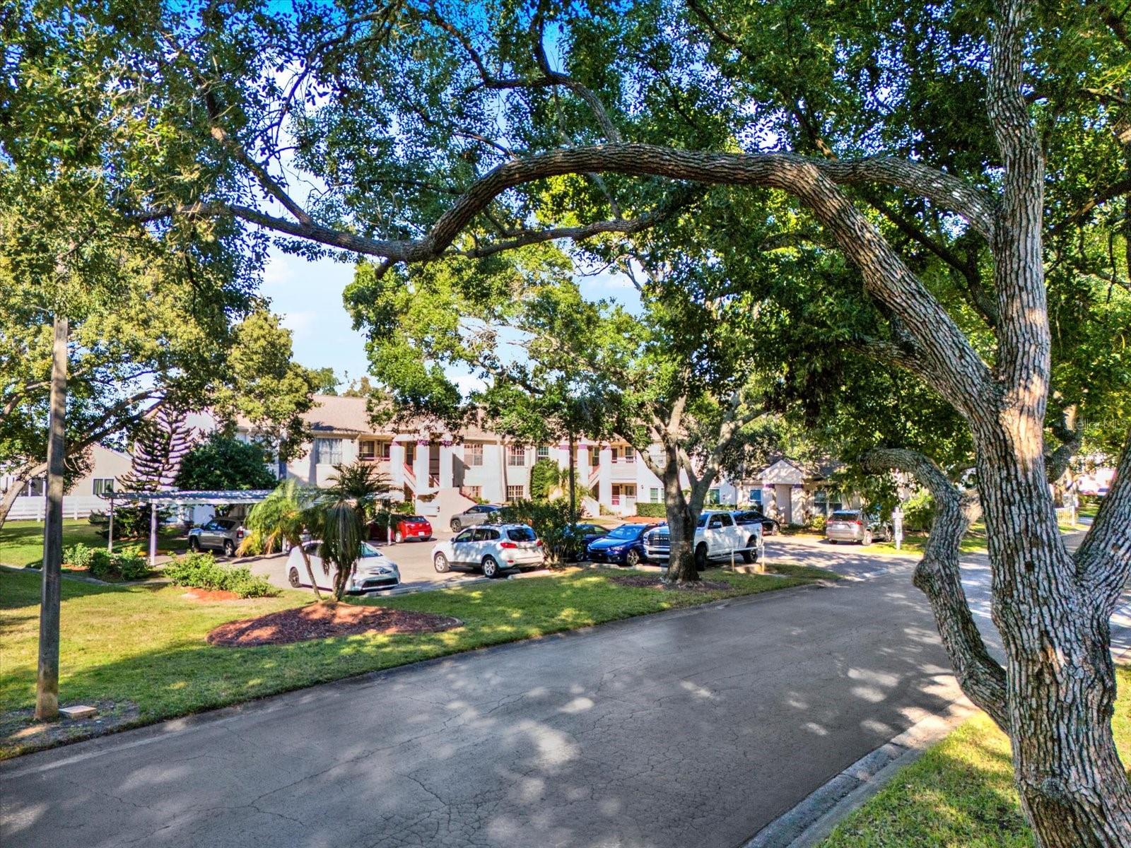 View from under Trees