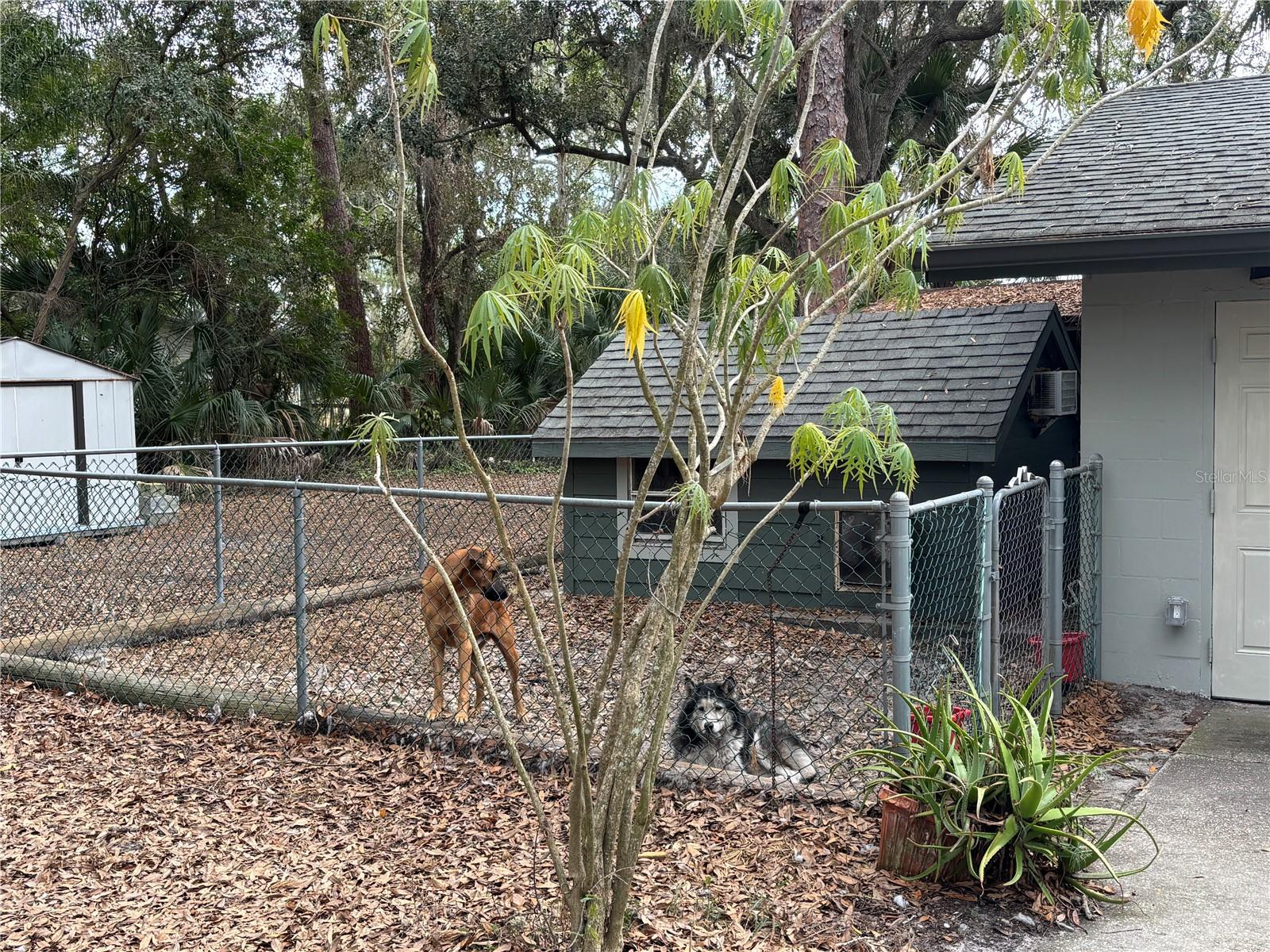 Air conditioned Dog Kennel.