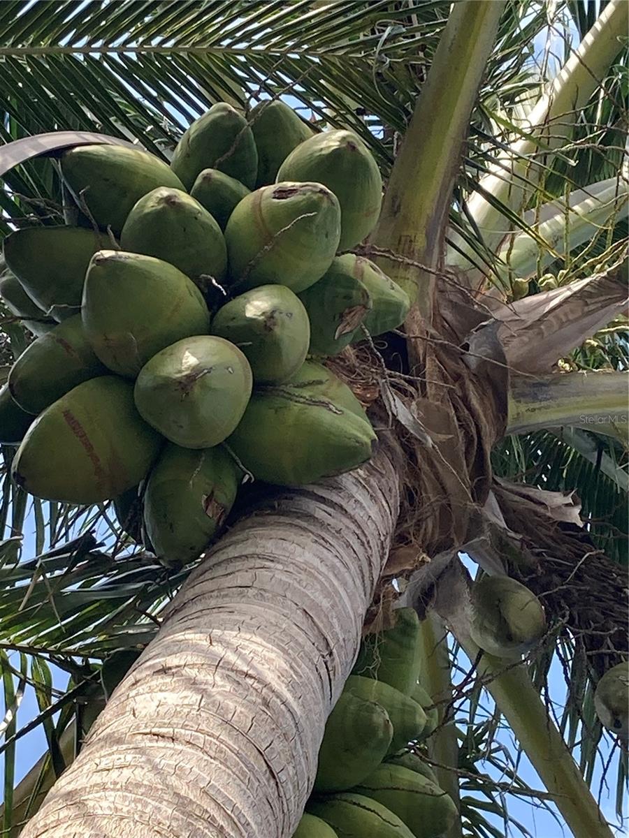 mature coconut trees in Yard