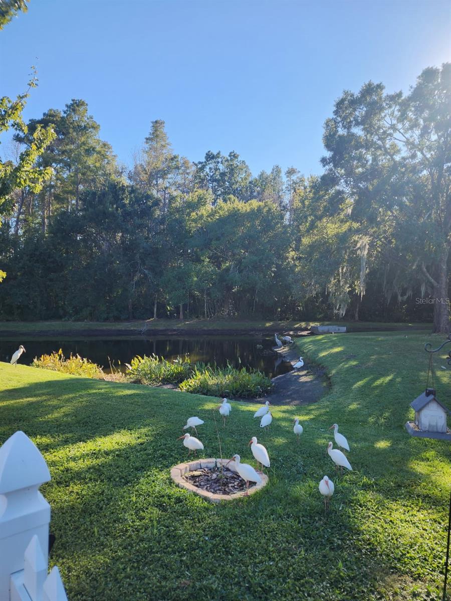 DON'T FORGET TO FEED THE BIRDS