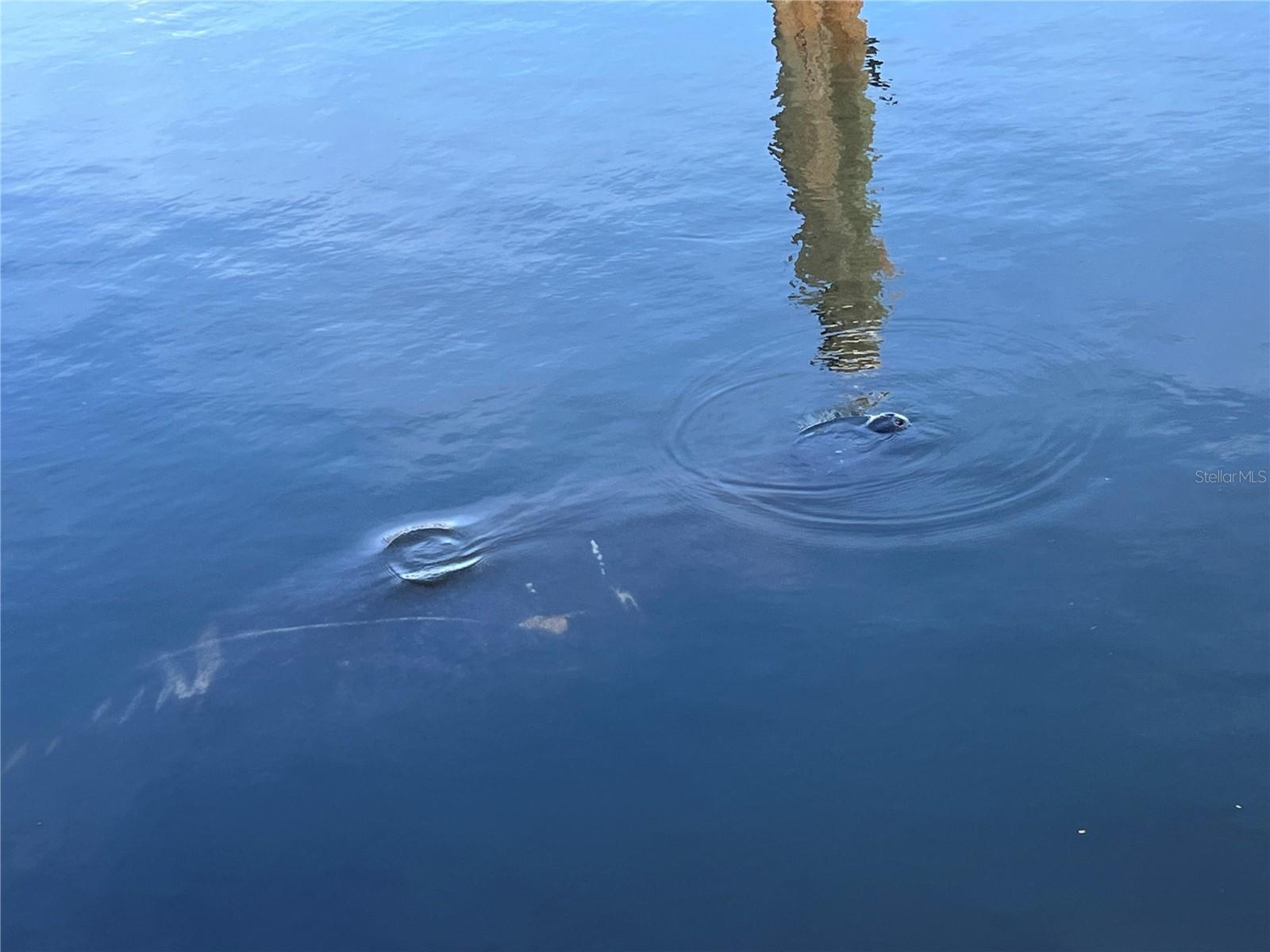 Manatees often visit
