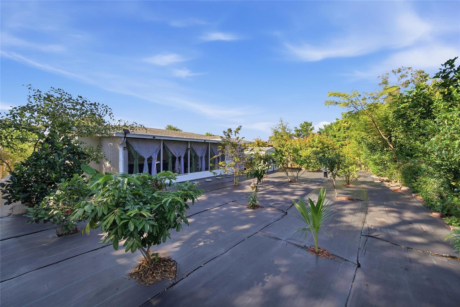 Back Yard with Fruit Trees galore!