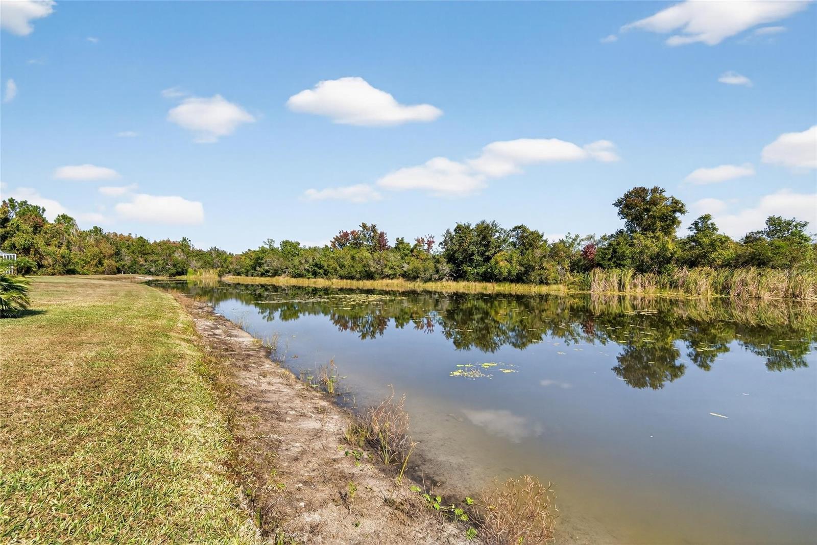 View from the Back Yard