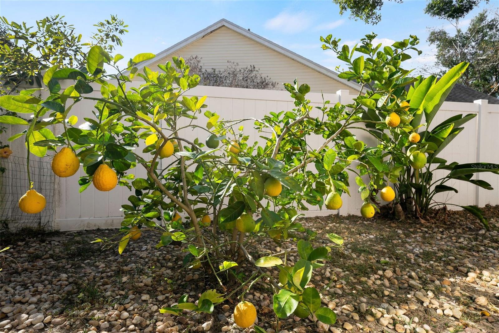 Blooming grapefruit tree.