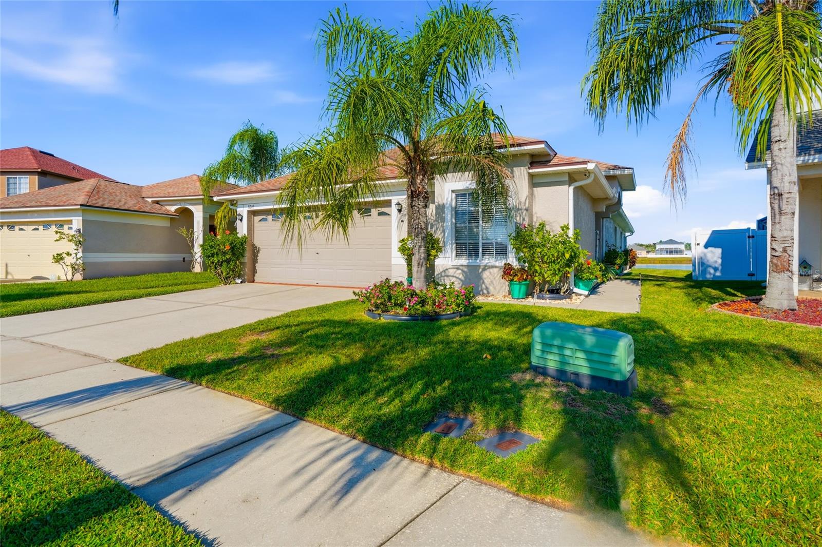 palms and more palms