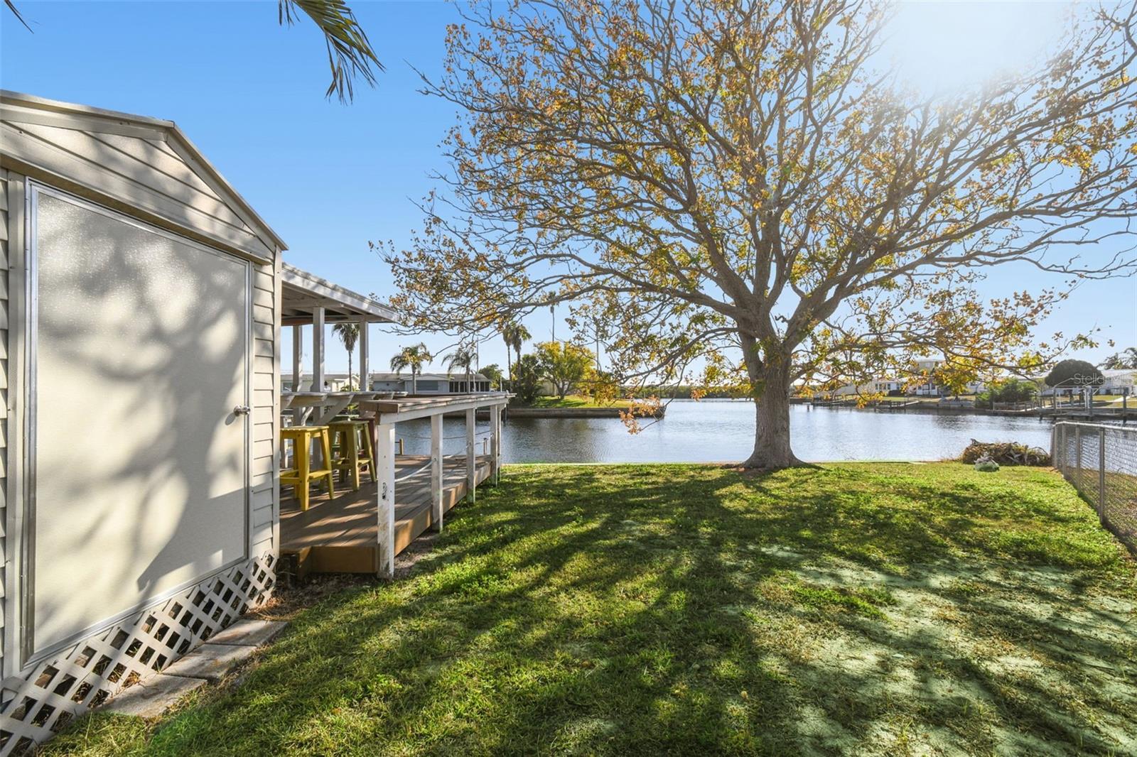 beautiful shade tree