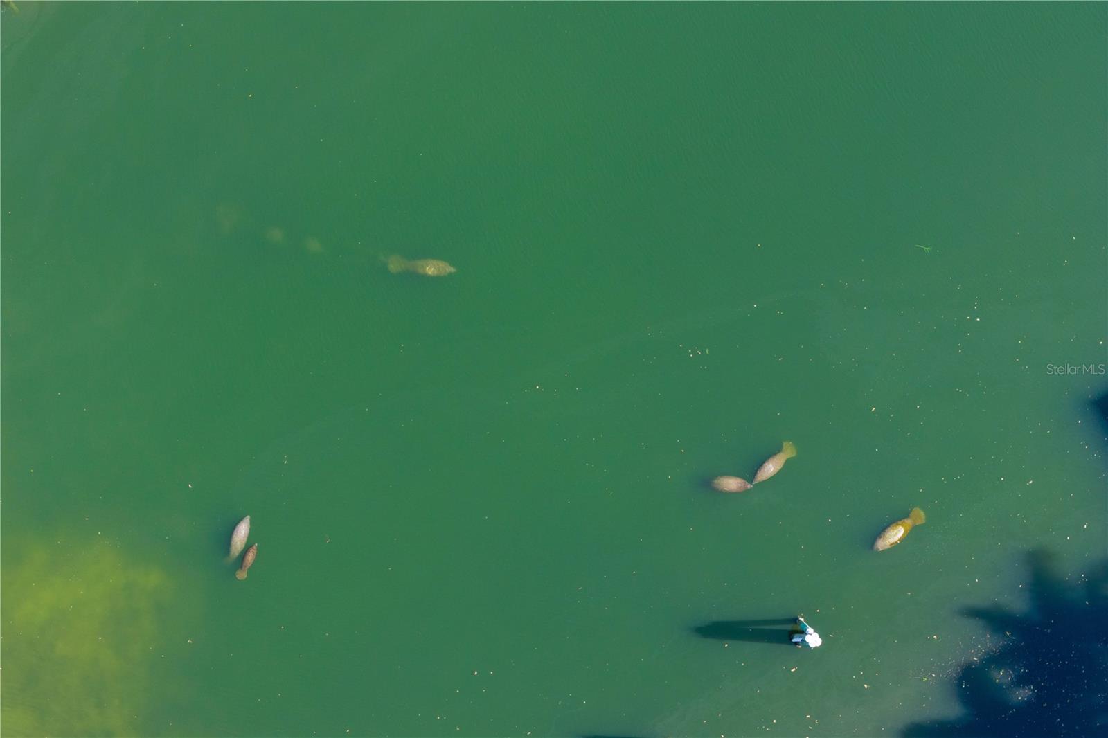 Manatees in nearby Coffee Pot bayou
