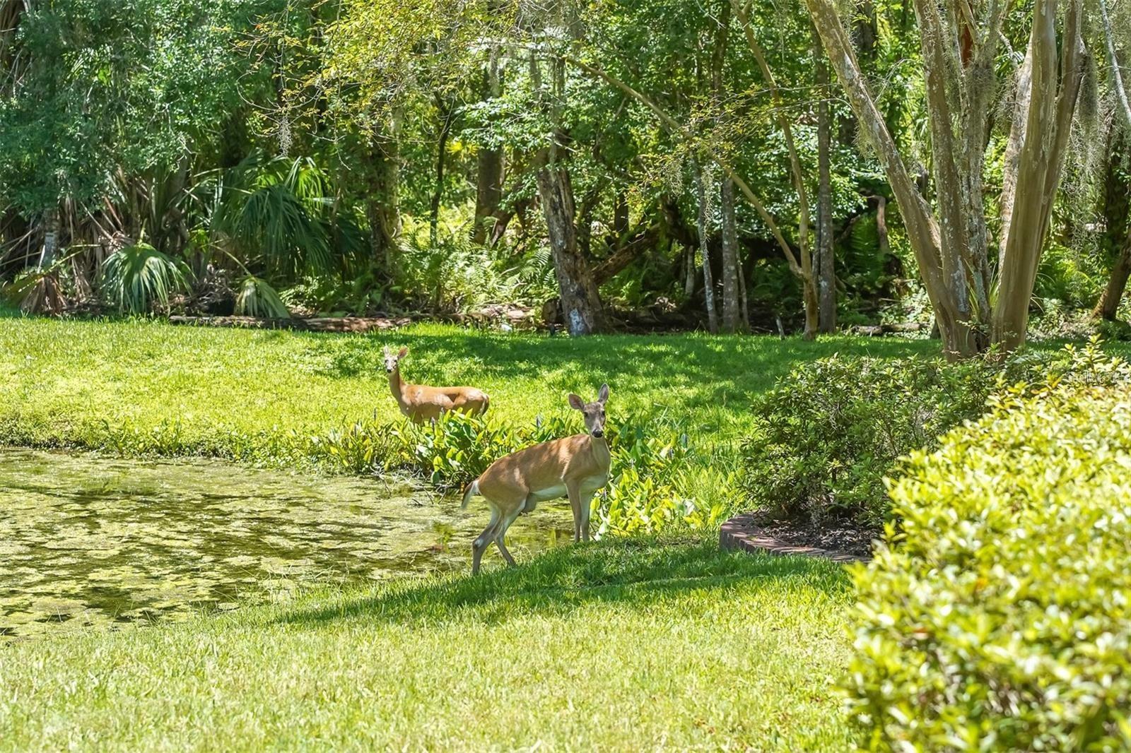 neighborhood deer in back yard