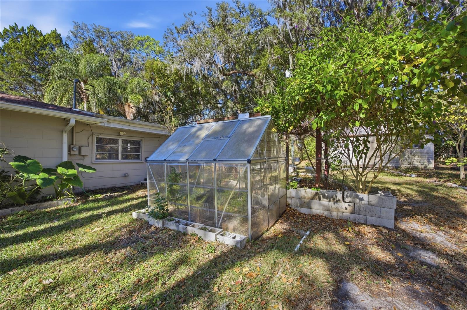 Green House- Butterfly tree