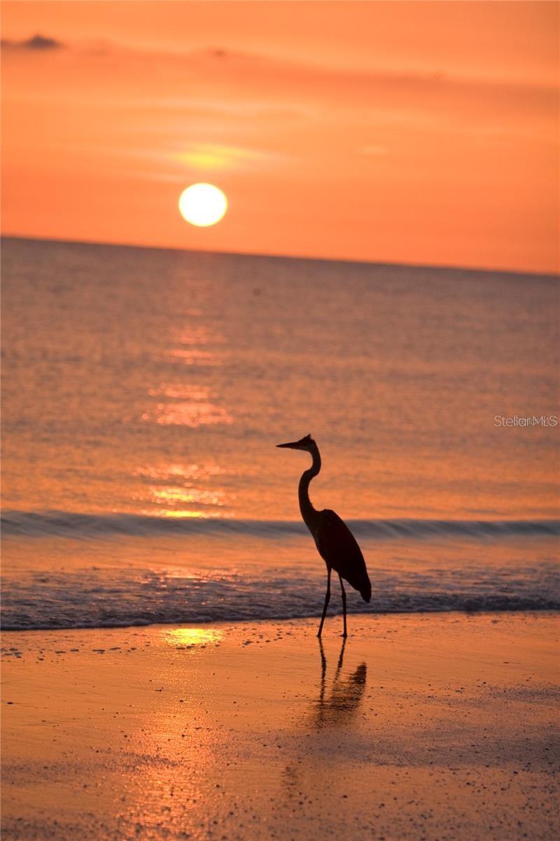 Don't forget you can enjoy this beautiful sunset on the gulf, which is just a bike rider away from Bay Island!