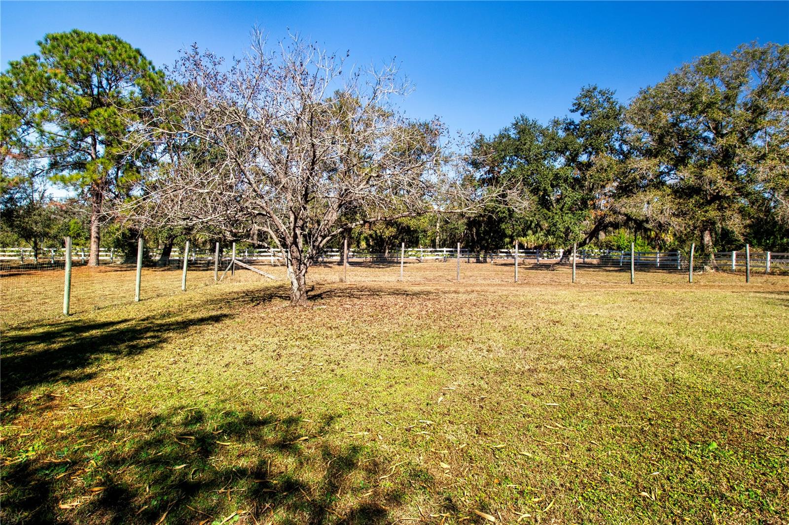 View of the back yard