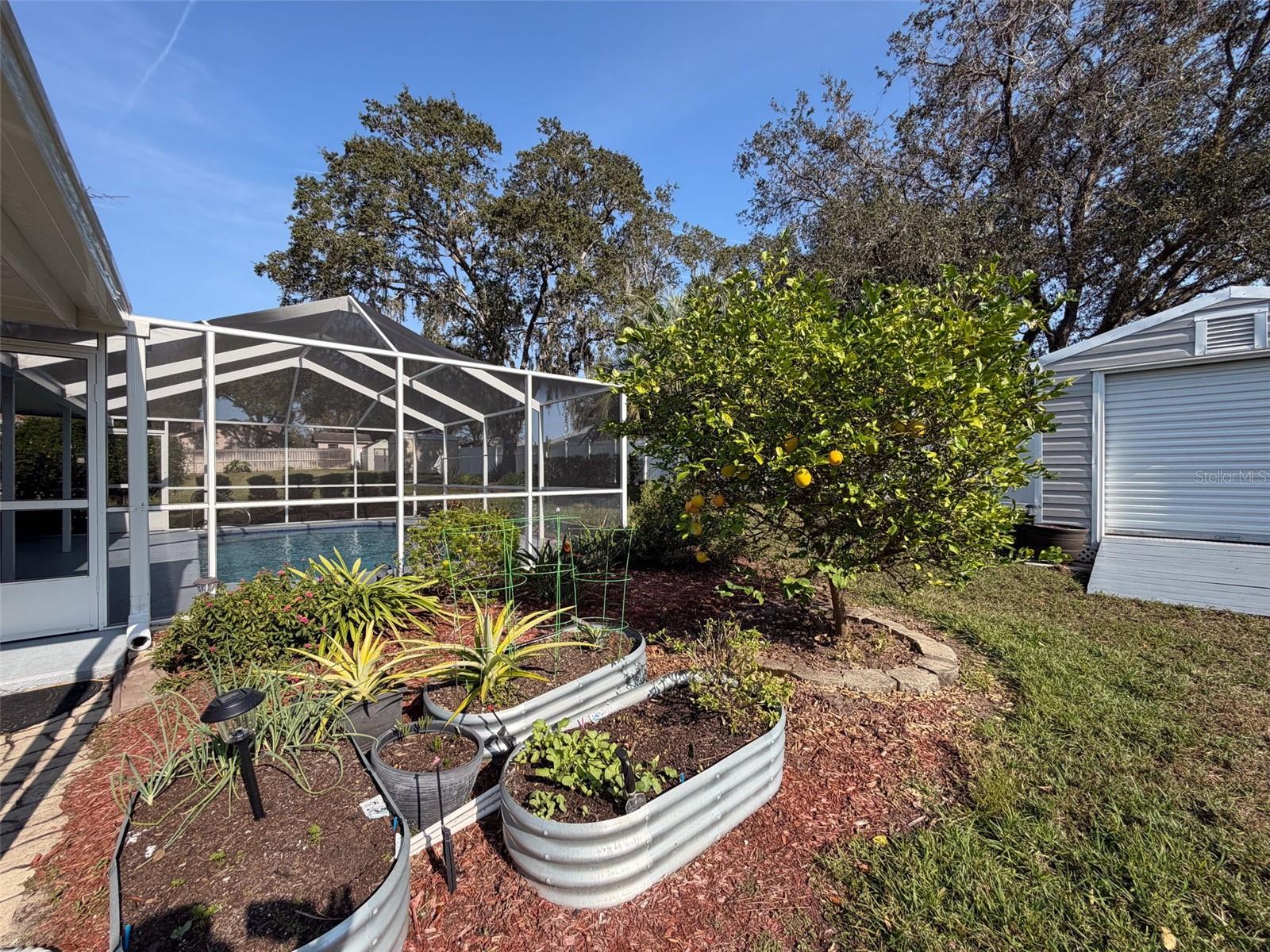 Garden area on side of home with Lemon tree and mister system