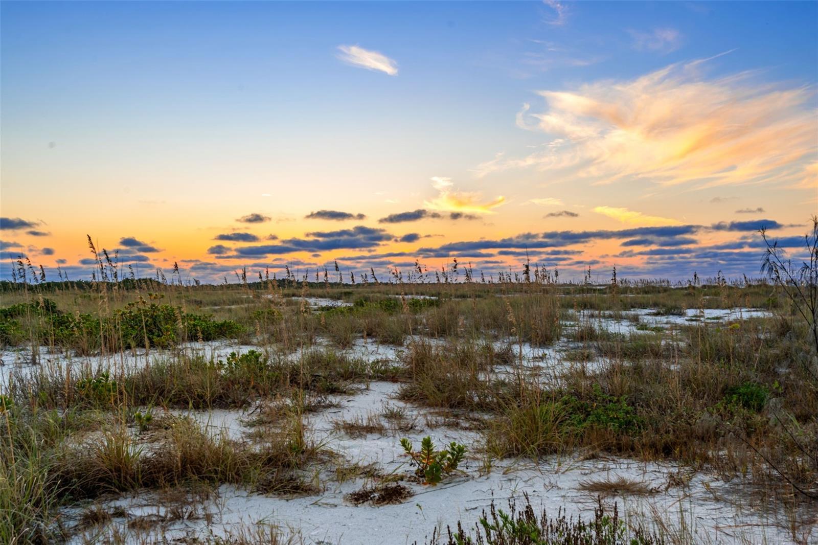 Sea Oats..swaying